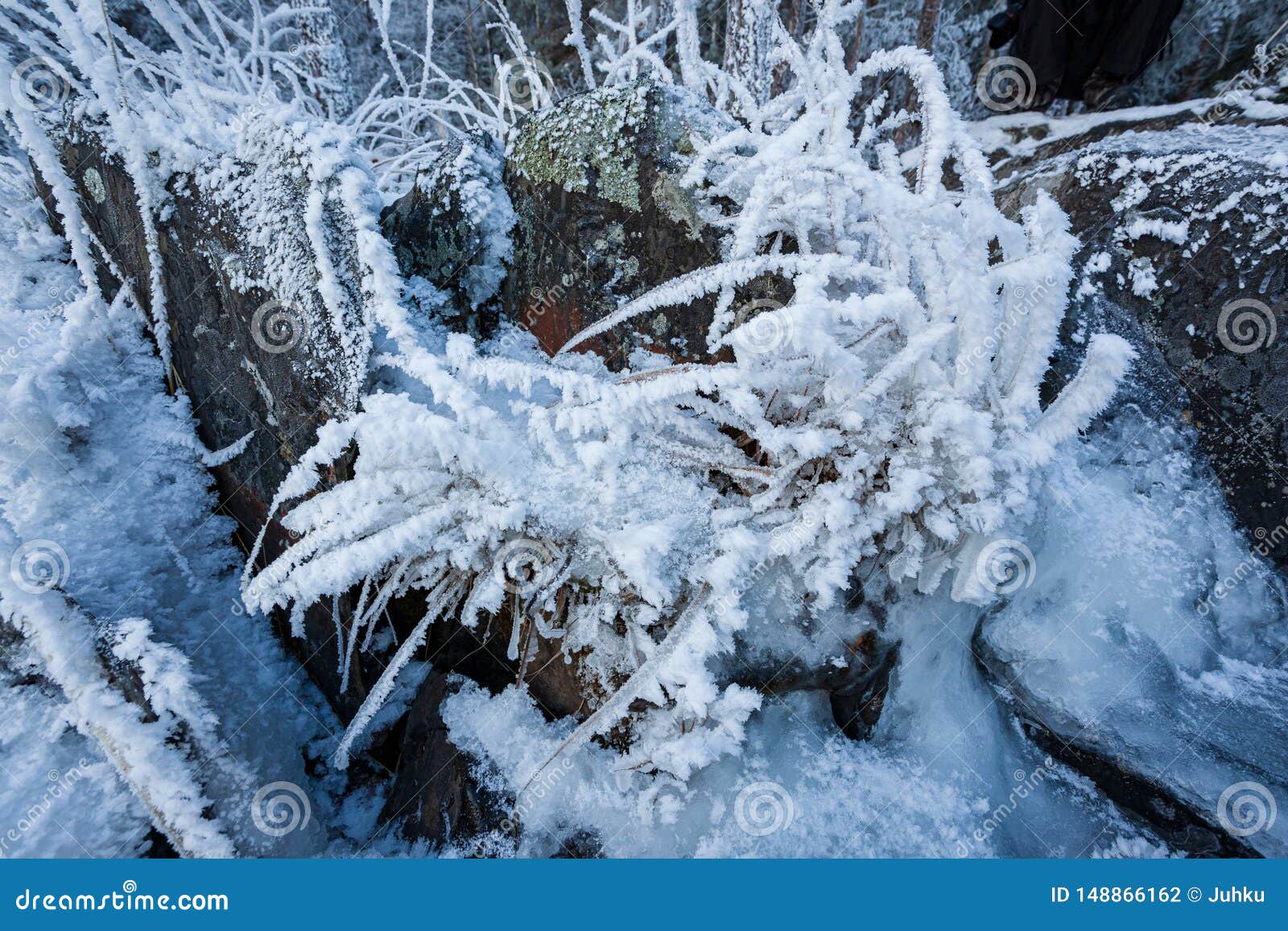 在湖岸结冰的小植物在寒冷冬天早晨库存照片 图片包括有在湖岸结冰的小植物在寒冷冬天早晨