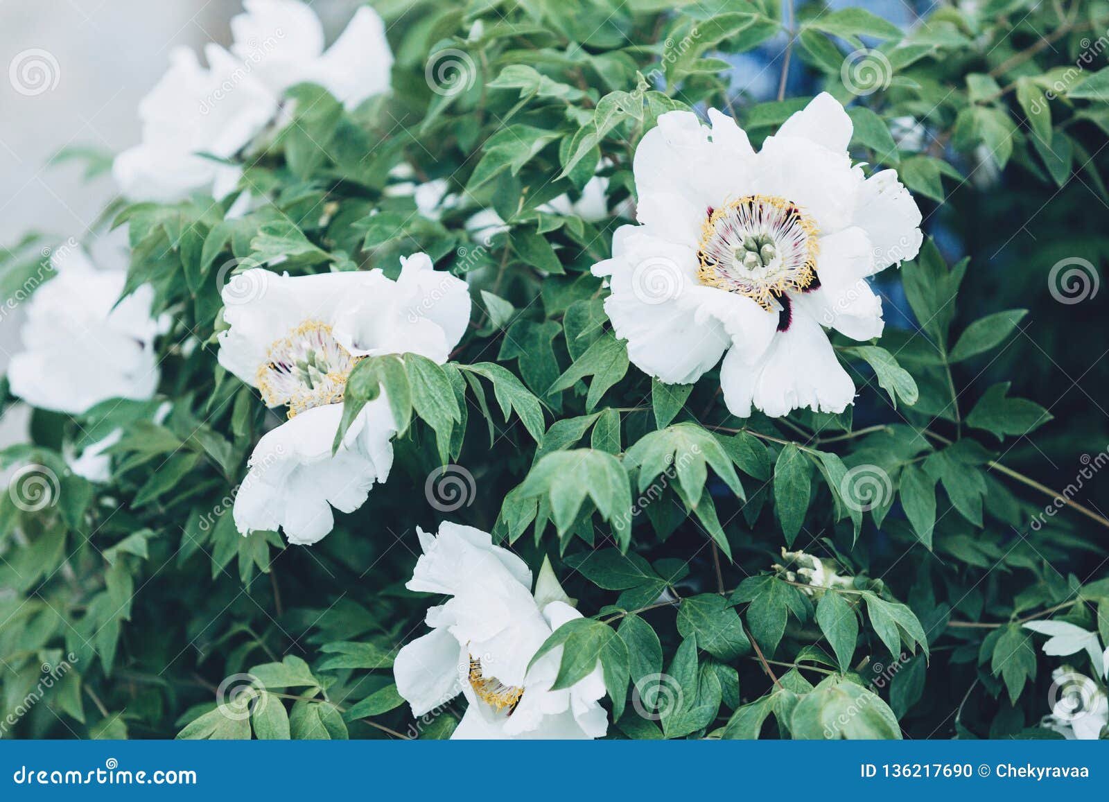 在灌木的白色大花牡丹开花白花牡丹春天 自然库存照片 图片包括有