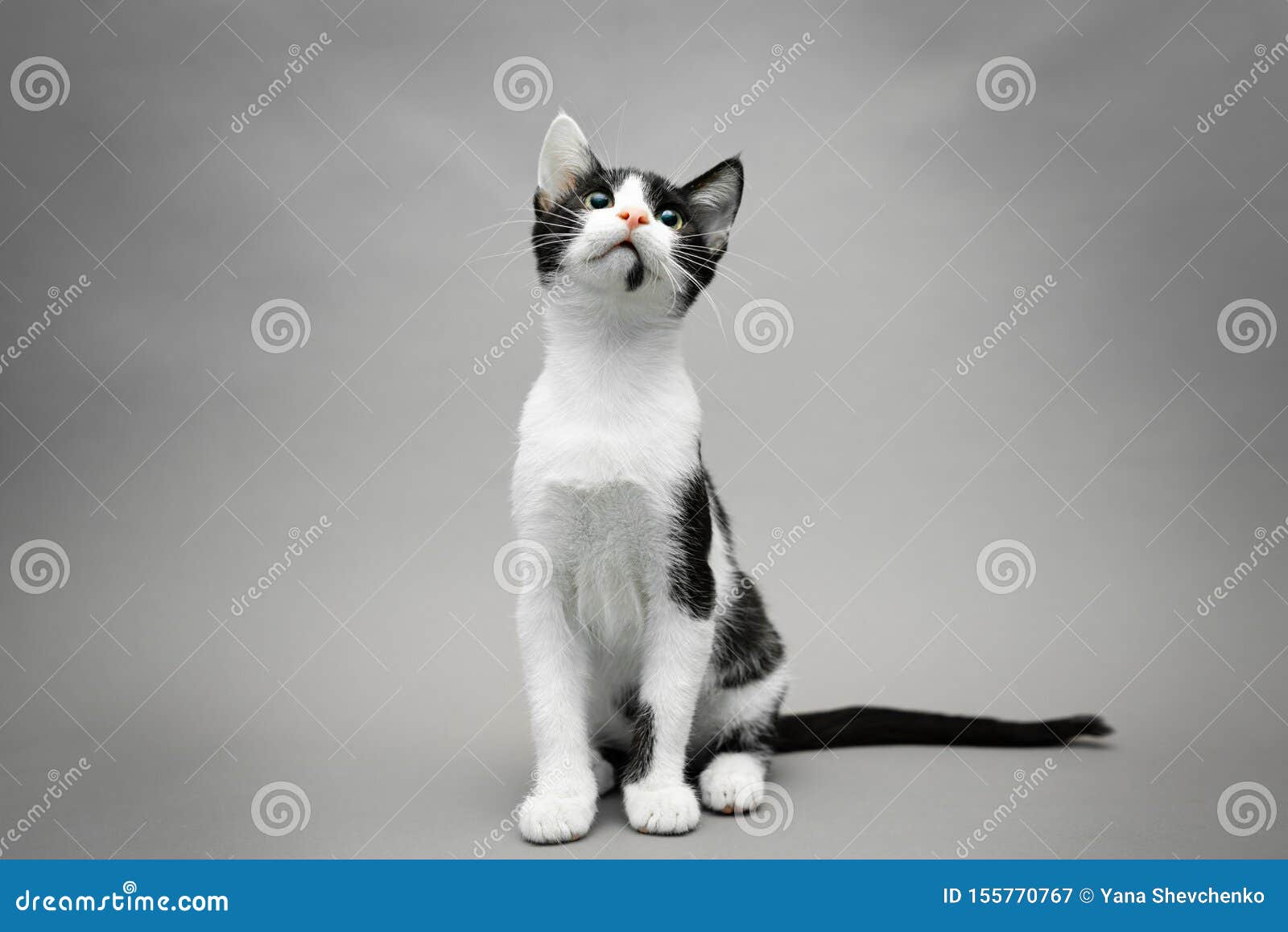 在灰色背景的黑白小猫库存图片 图片包括有 在灰色背景的黑白小猫库存图片 图片包括有