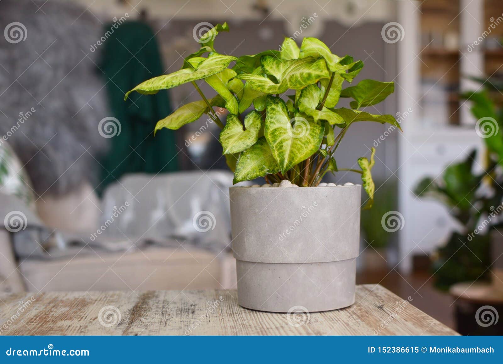 在灰色花盆的浅绿色的异乎寻常的室内植物鬼臼属藤植物在桌上库存图片 图片包括有在灰色花盆的浅绿色的异乎寻常的室内植物鬼臼属藤植物在桌上