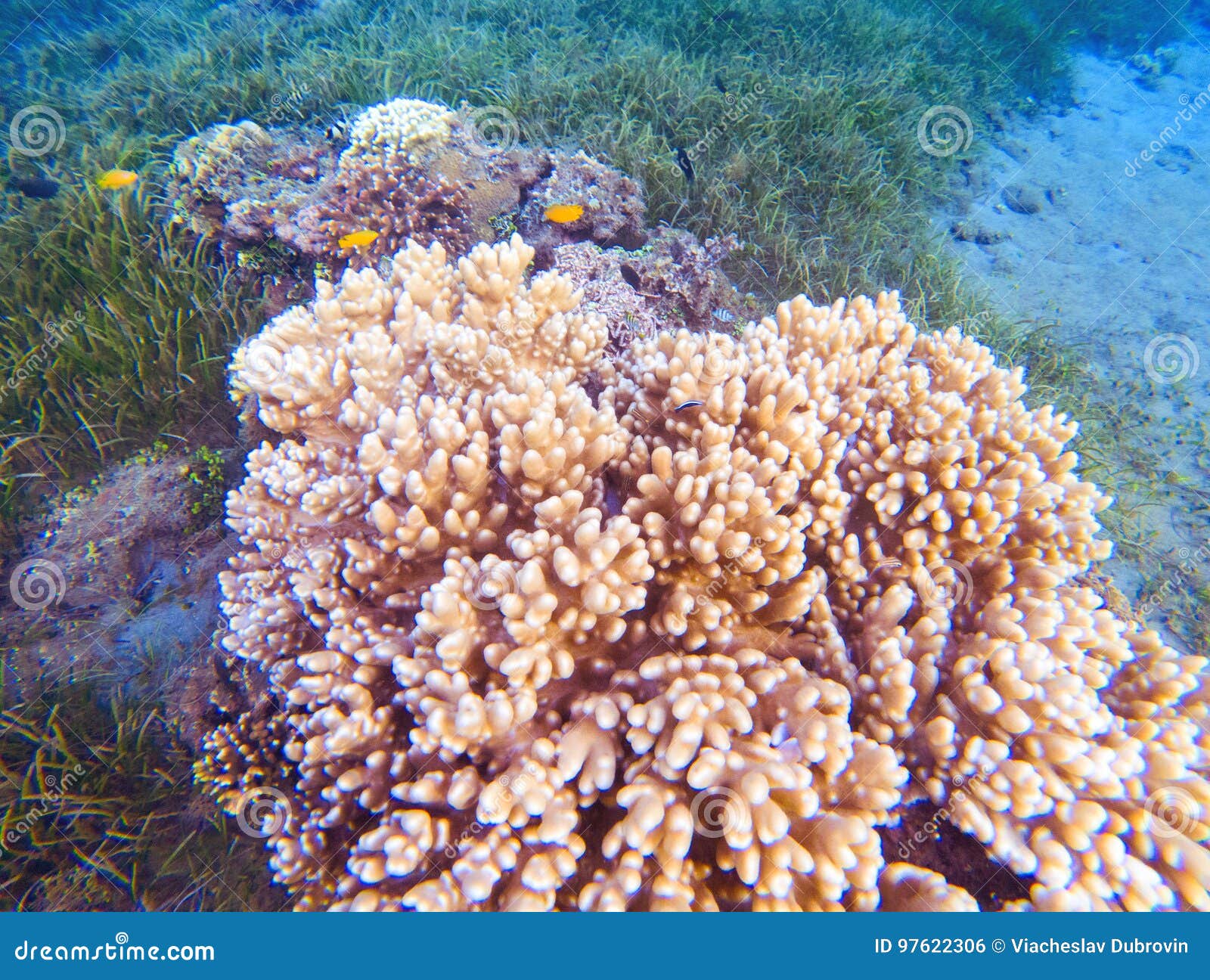 在热带海滨的桃红色珊瑚海里的风景照片热带岸动物和植物群库存照片 图片包括有生物反馈 潜水