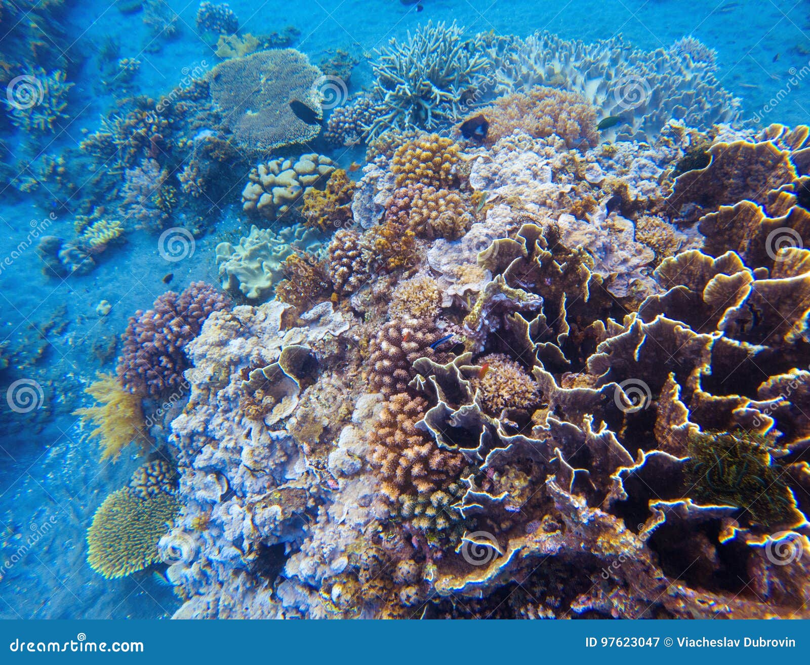 在热带海滨的珊瑚特写镜头海里的风景照片热带岸动物和植物群库存图片 图片包括有环境 瓶颈