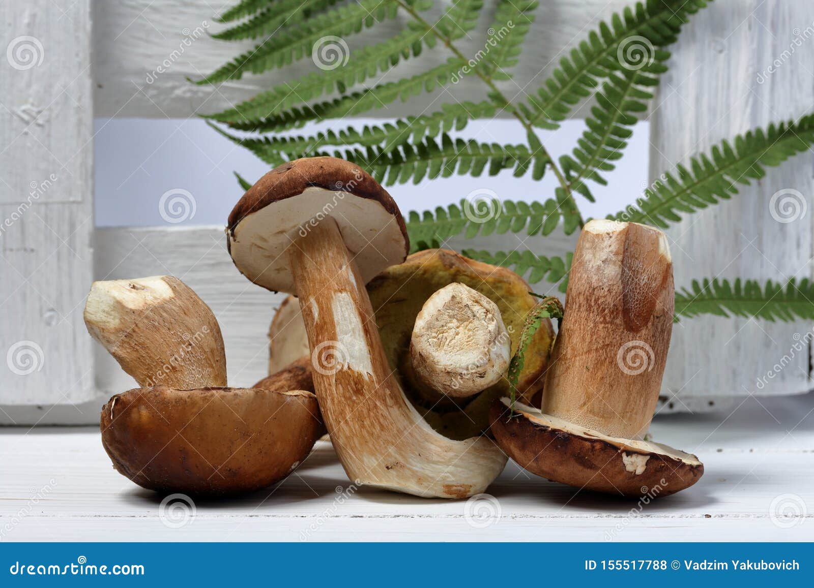 在白板背景的一些个新鲜的porcini蘑菇在背景中是蕨叶子库存照片 图片包括有 在白板背景的一些个新鲜的porcini蘑菇在背景中是蕨叶子库存照片 图片包括有
