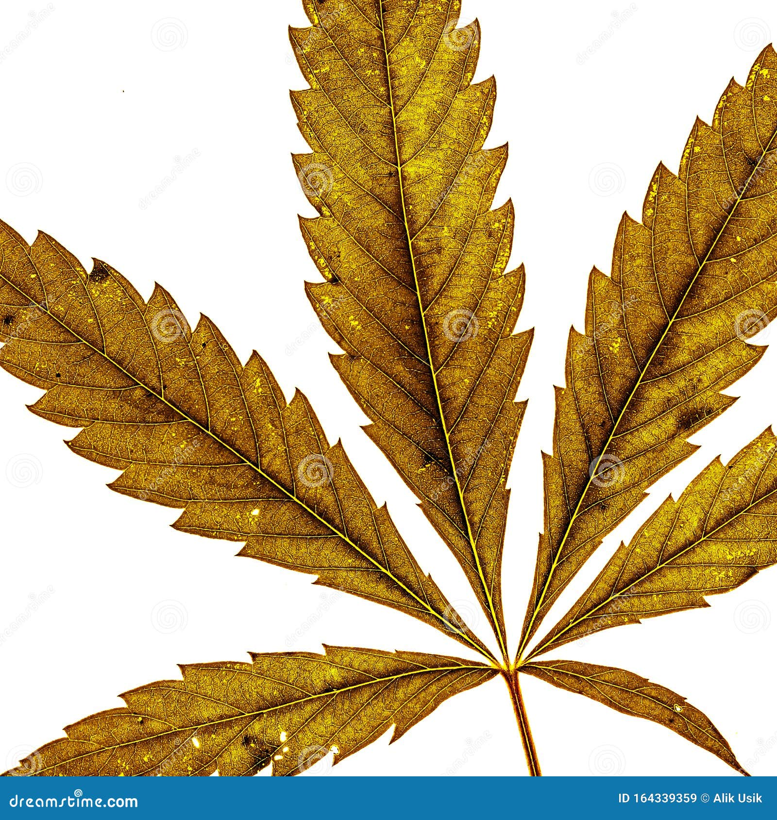 在白色上干燥大麻叶库存图片 图片包括有合法 增长 大麻 麻汁 药物 医药 非法 上瘾 在白色上干燥大麻叶库存图片 图片包括有合法 增长 大麻 麻汁 药物 医药 非法 上瘾