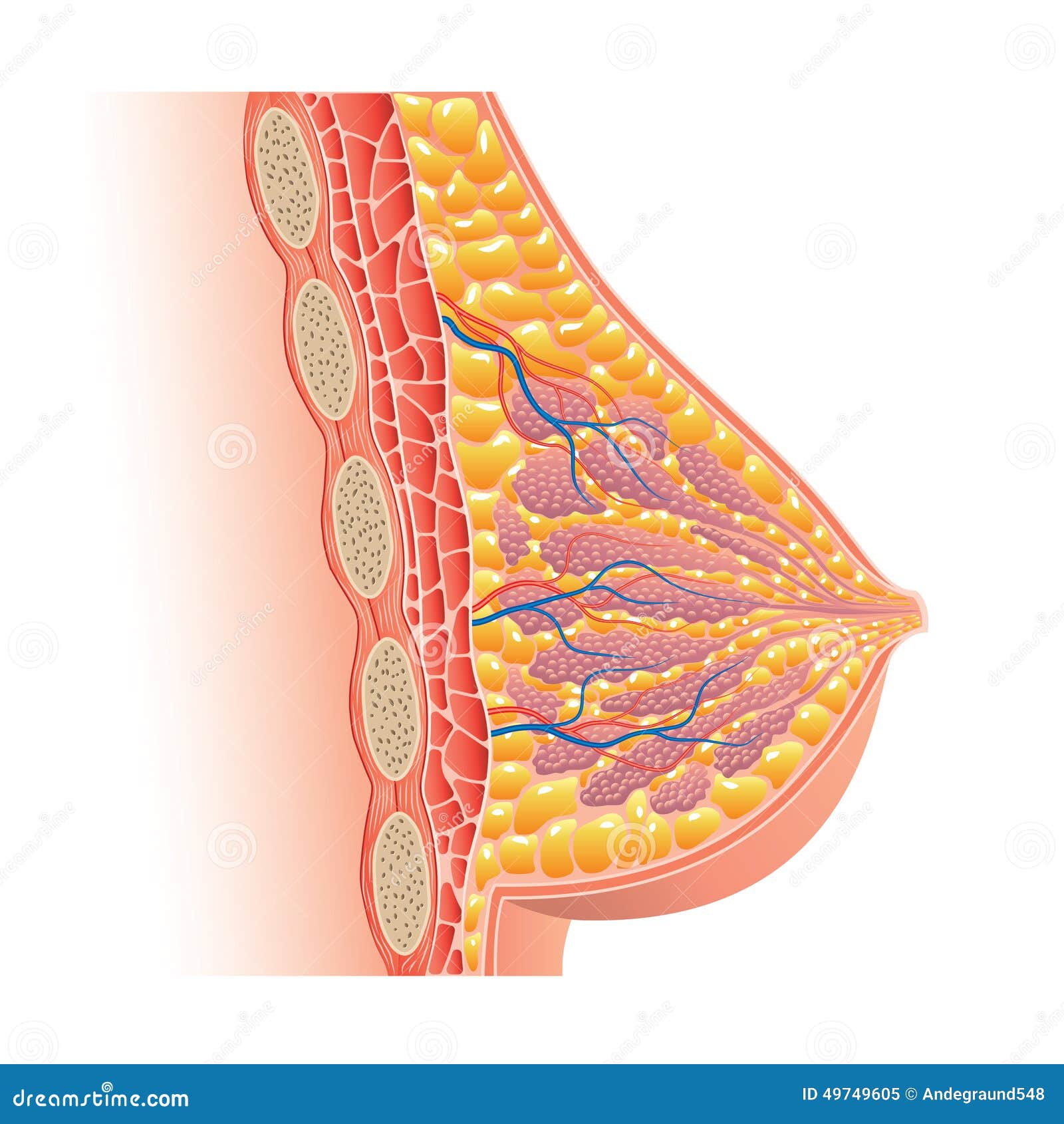 在白色传染媒介隔绝的乳房解剖学向量例证 插画包括有背包 癌症 图标 女主持人 艺术 女孩 在白色传染媒介隔绝的乳房解剖学向量例证 插画包括有背包 癌症 图标 女主持人 艺术 女孩