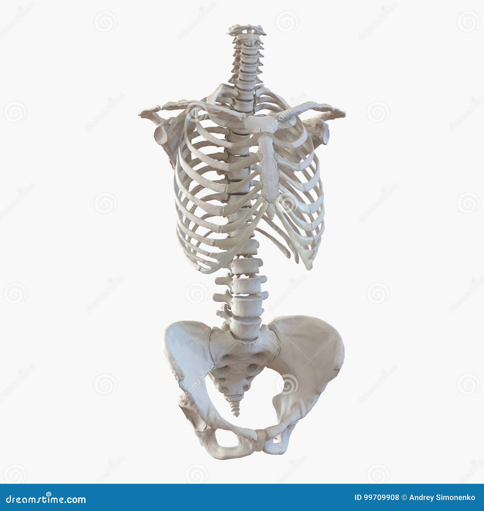 在白色的女性躯干骨骼3d例证库存例证 插画包括有胸骨 女主持人 联接 骨骼 生物反馈 肋骨