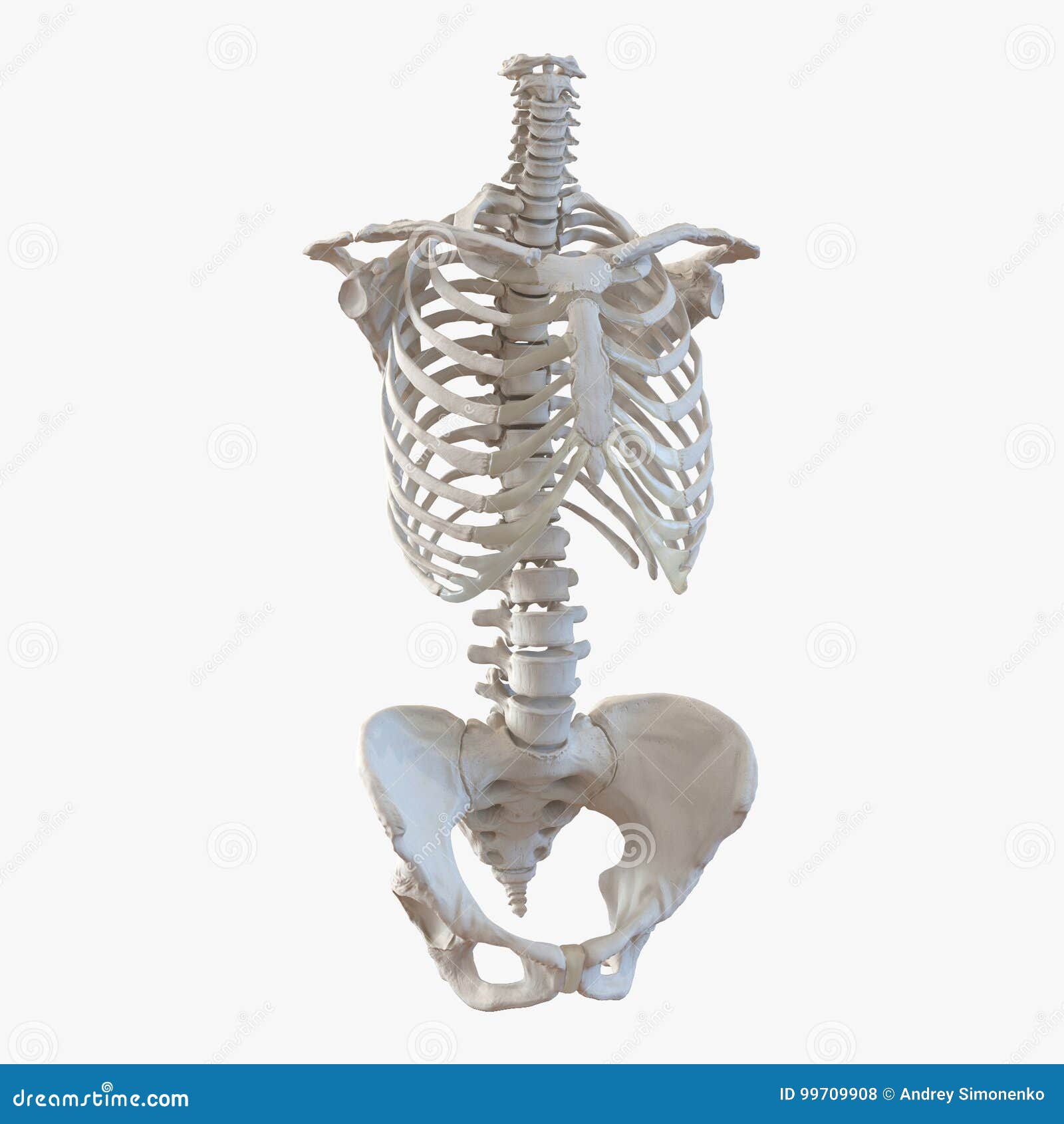 在白色的女性躯干骨骼3d例证库存例证 插画包括有胸骨 女主持人 联接 骨骼 生物反馈 肋骨 在白色的女性躯干骨骼3d例证库存例证 插画包括有胸骨 女主持人 联接 骨骼 生物反馈 肋骨