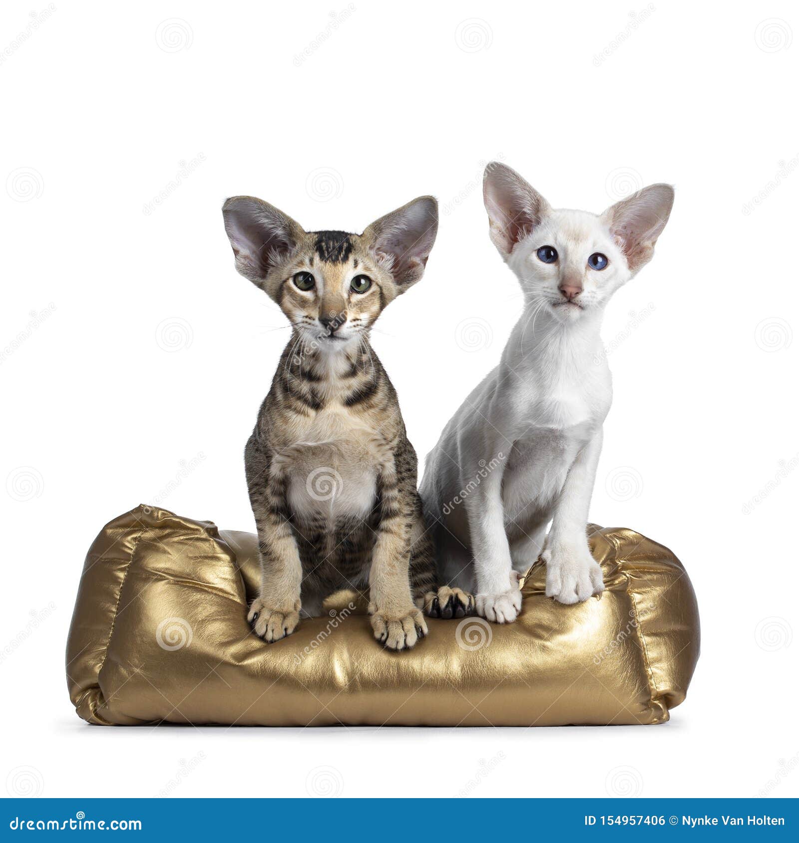 Siamese And Oriental Shorthair Kitten On White 库存照片 图片包括有系列 保险开关 Siamese And Oriental Shorthair Kitten On White 库存照片 图片包括有系列 保险开关