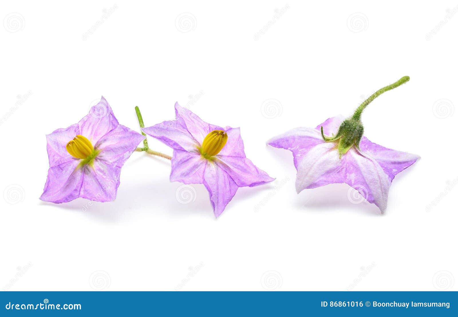 在白色的茄子花库存照片 图片包括有叶子 紫色 庭院 背包 食物 绿色 蔬菜 健康 装饰