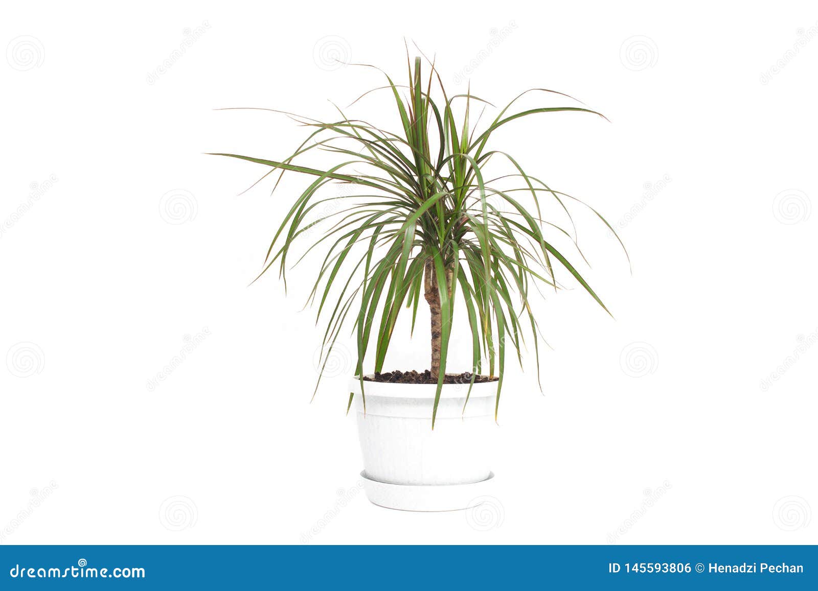 在白色罐龙血树属植物 白色背景 孤立 室内植物的家庭花库存照片 图片包括有 在白色罐龙血树属植物 白色背景 孤立 室内植物的家庭花库存照片 图片包括有