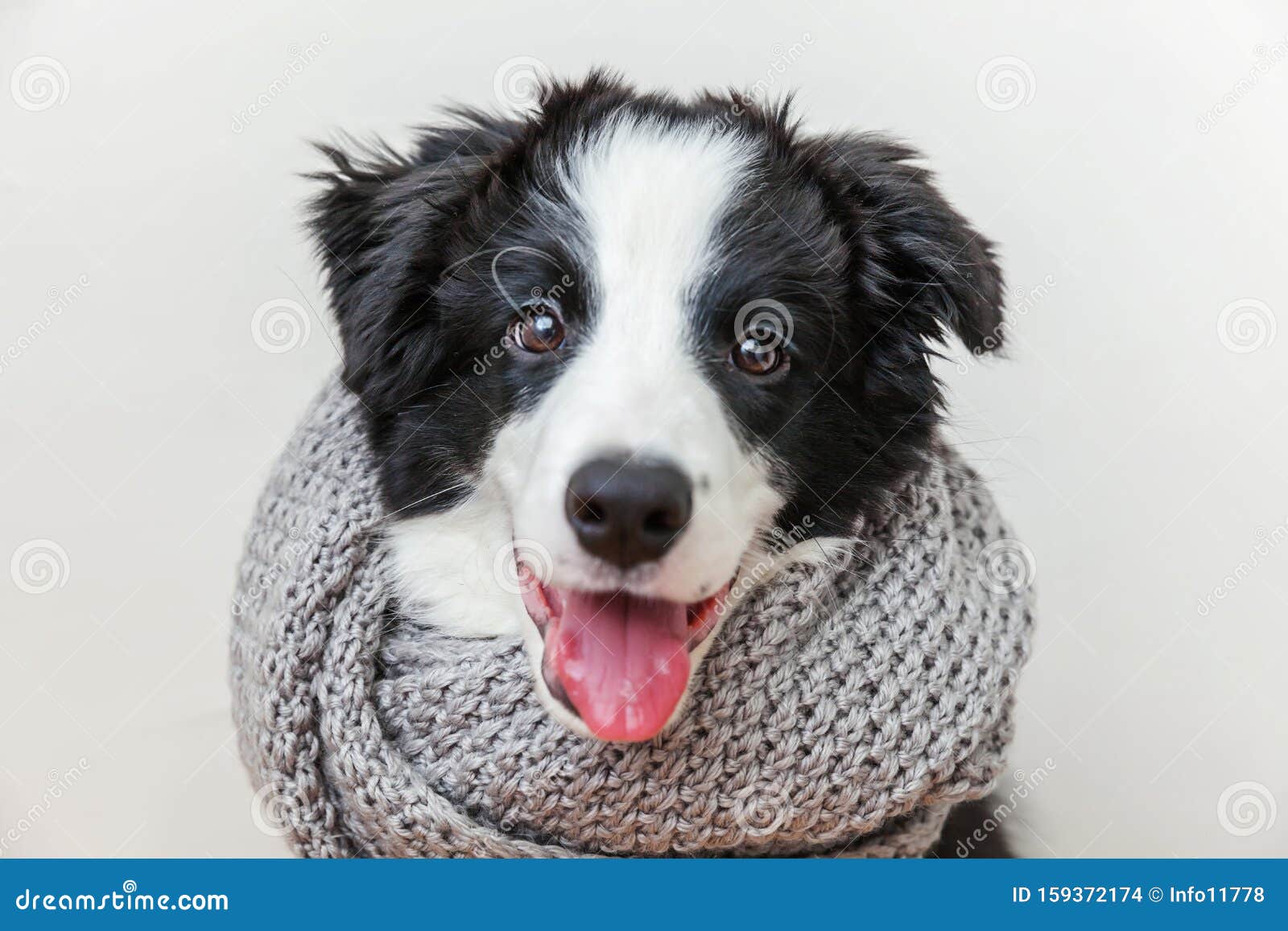 在白色背景下 帅气的小狗围巾围着脖子的可爱小狗围巾库存照片 图片包括有