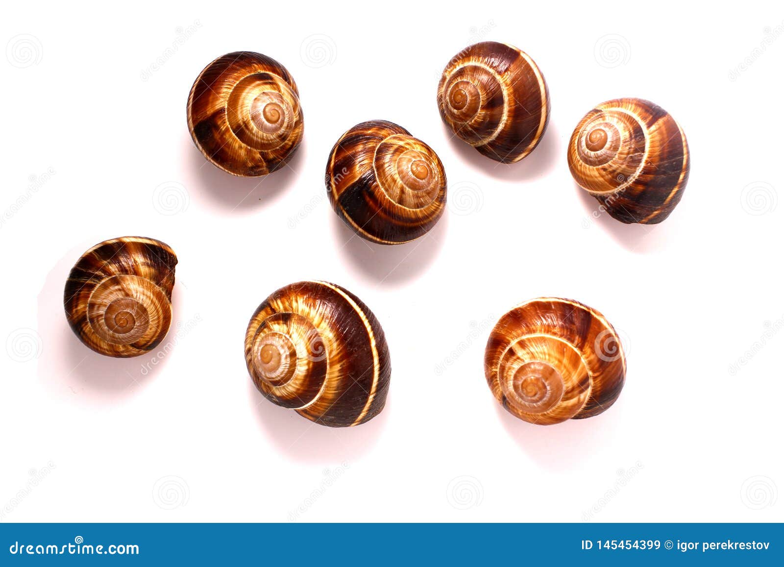 在白色背景的壳 螺旋pomatia 伯根地蜗牛 食用蜗牛或escargot 是种类的大 可食 A 库存图片 图片包括有背包 蜗牛