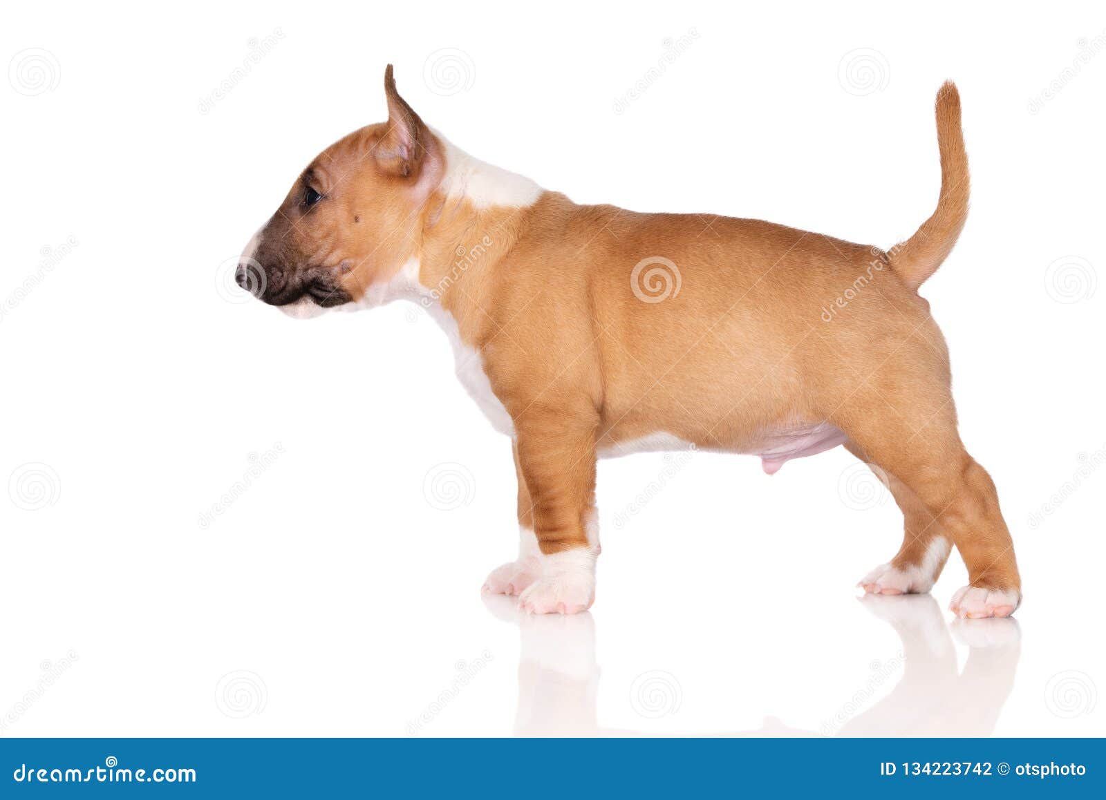 在白色背景的微型杂种犬小狗库存照片 图片包括有 在白色背景的微型杂种犬小狗库存照片 图片包括有