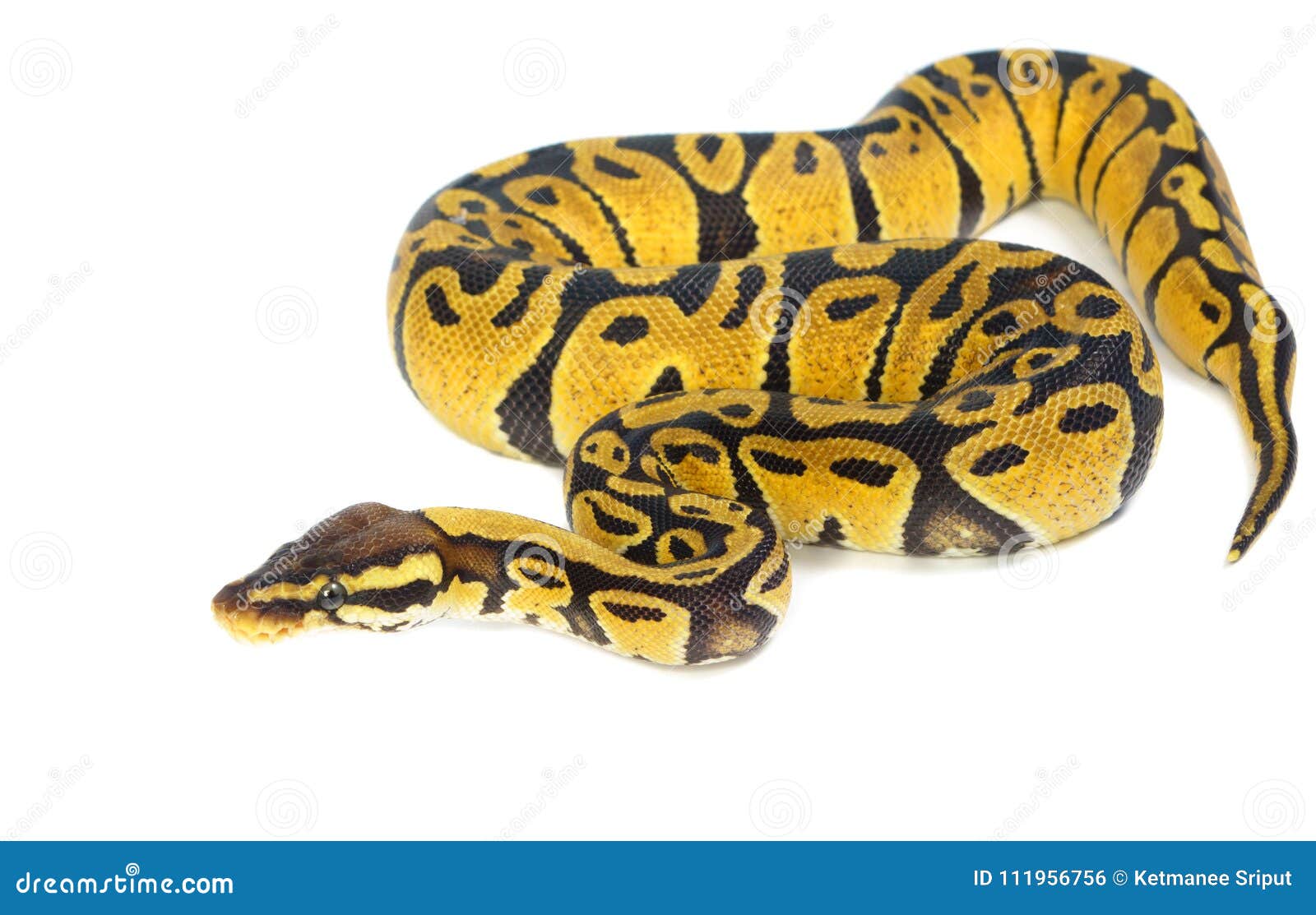 在白色背景的球Python 库存照片. 图片包括有危及, 眼睛, 背包, 查出