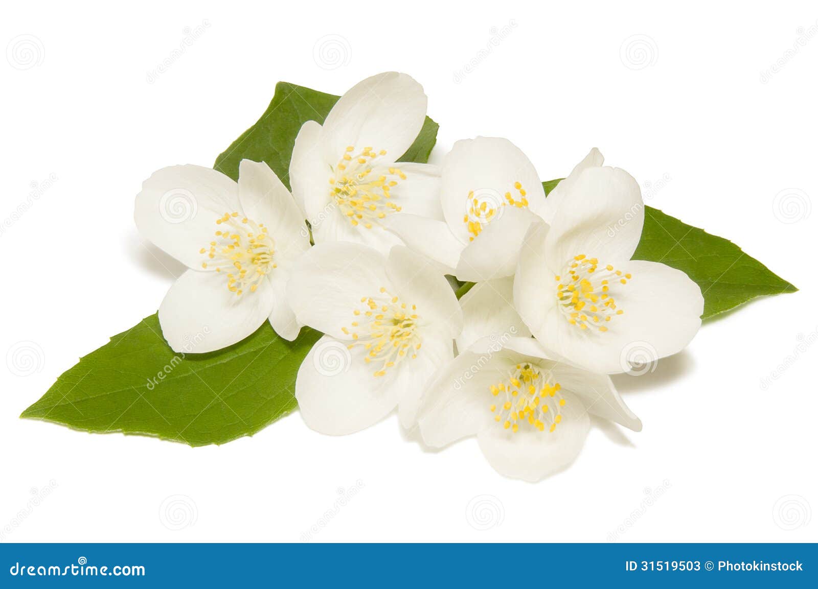 在白色背景的白色茉莉花花库存图片 图片包括有开花的 季节性 查出 可以 高雅 芬芳 本质