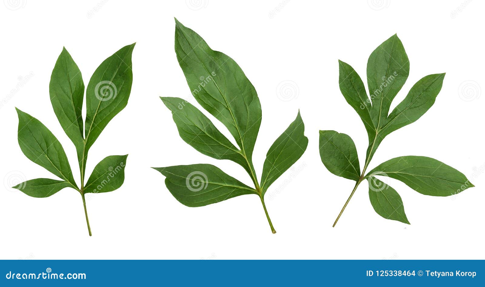 在白色背景隔绝的牡丹叶子库存照片 图片包括有 在白色背景隔绝的牡丹叶子库存照片 图片包括有