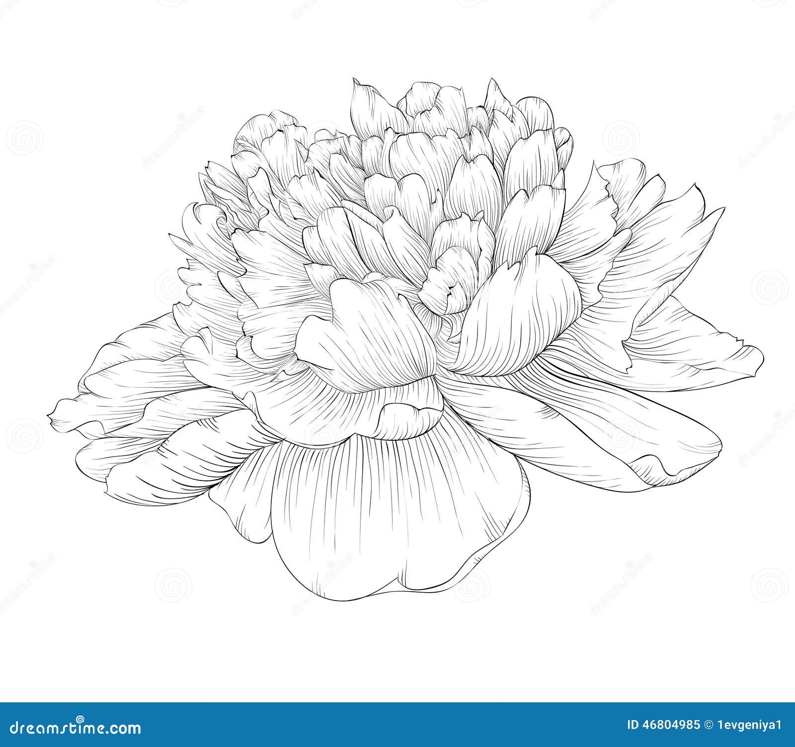 在白色背景隔绝的美丽的单色黑白牡丹花向量例证 插画包括有牡丹 灰色 格朗基 华丽 花束 鸦片