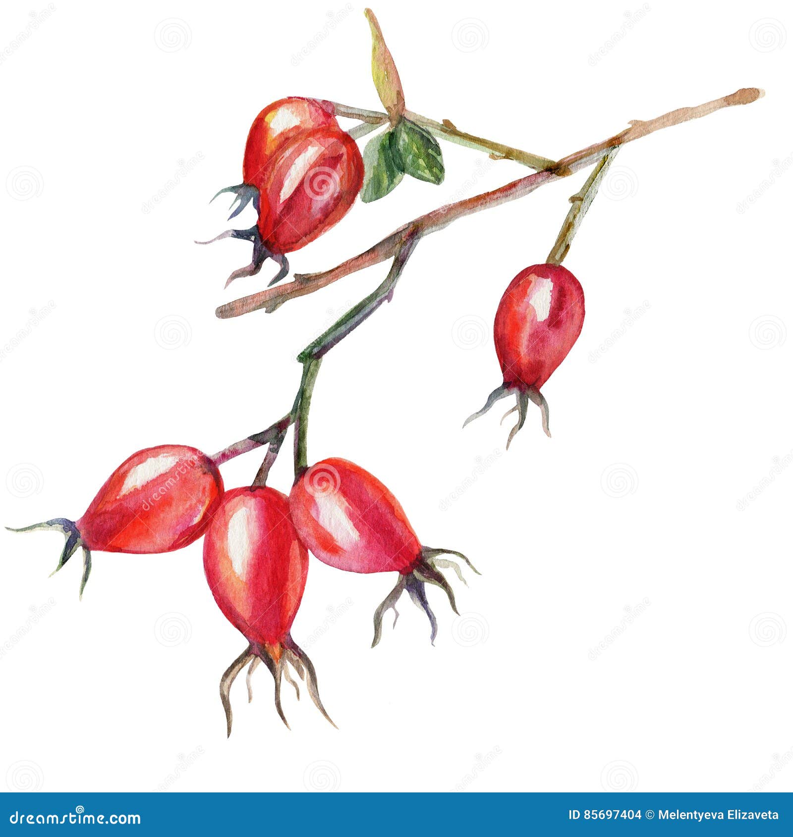 在白色背景隔绝的水彩野蔷薇手拉的dogrose五颜六色的秋天莓果 装饰绘画元素为库存例证 插画包括有