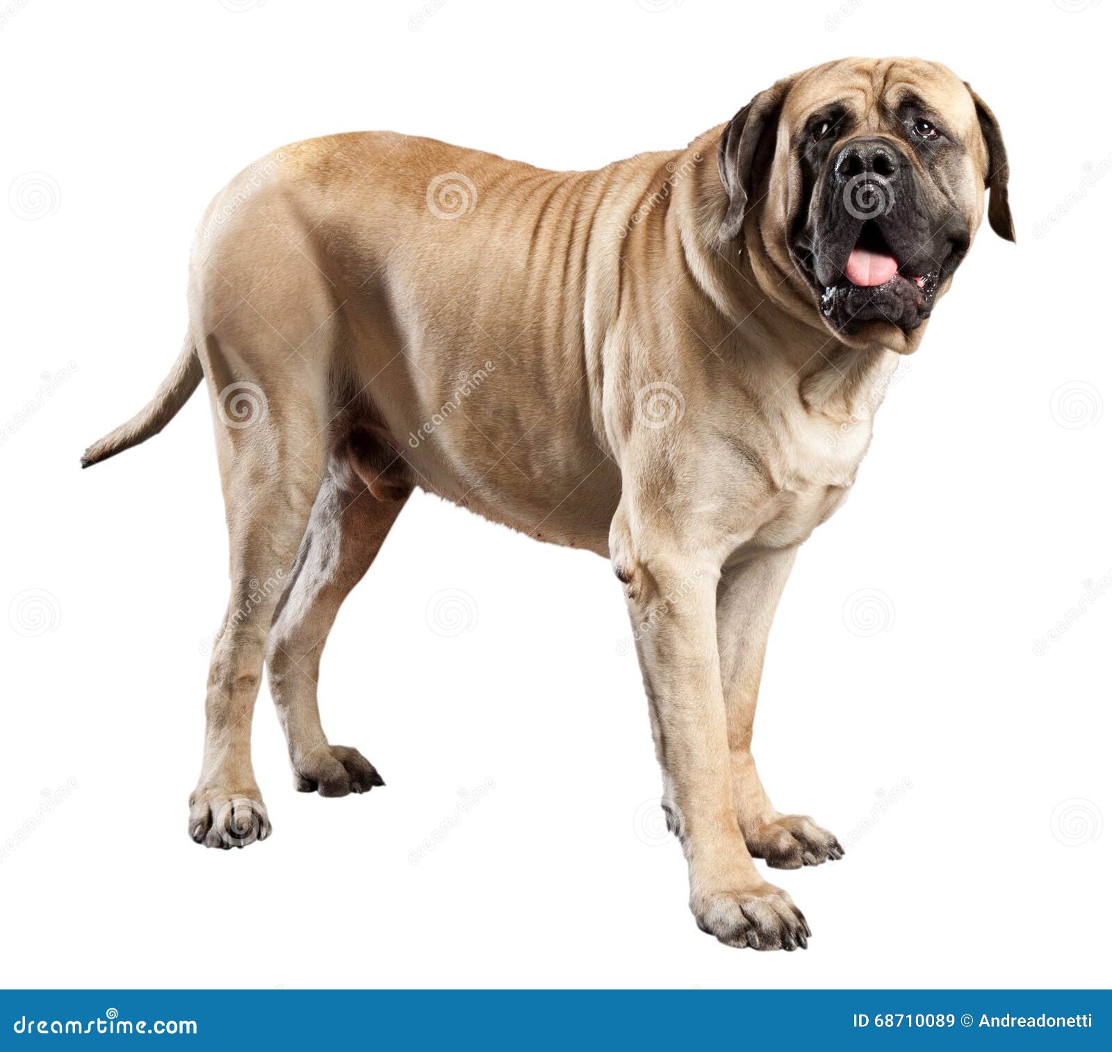 在白色隔绝的大淡黄褐色的大型猛犬狗库存图片 图片包括有