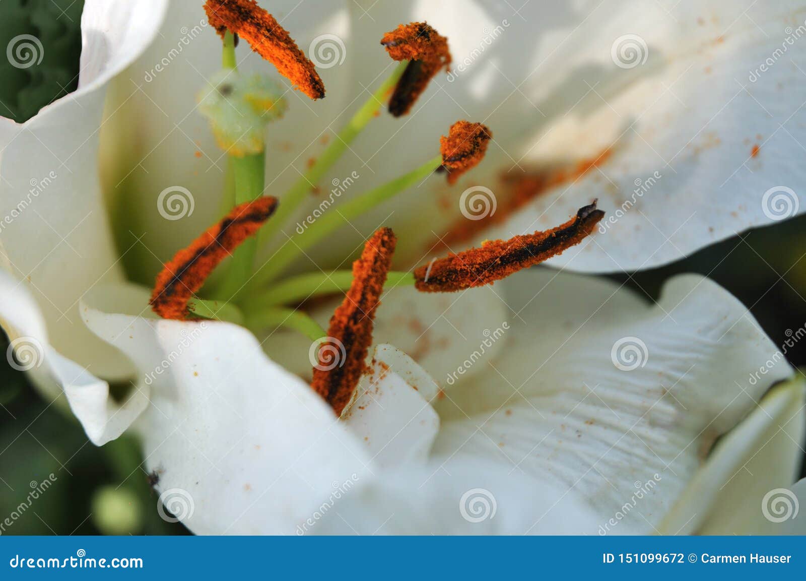 在百合的雄芯花蕊的桔黄色花粉库存照片 图片包括有橙色 新鲜 花粉 设计 庭院 工厂 花瓣 在百合的雄芯花蕊的桔黄色花粉库存照片 图片包括有橙色 新鲜 花粉 设计 庭院 工厂 花瓣