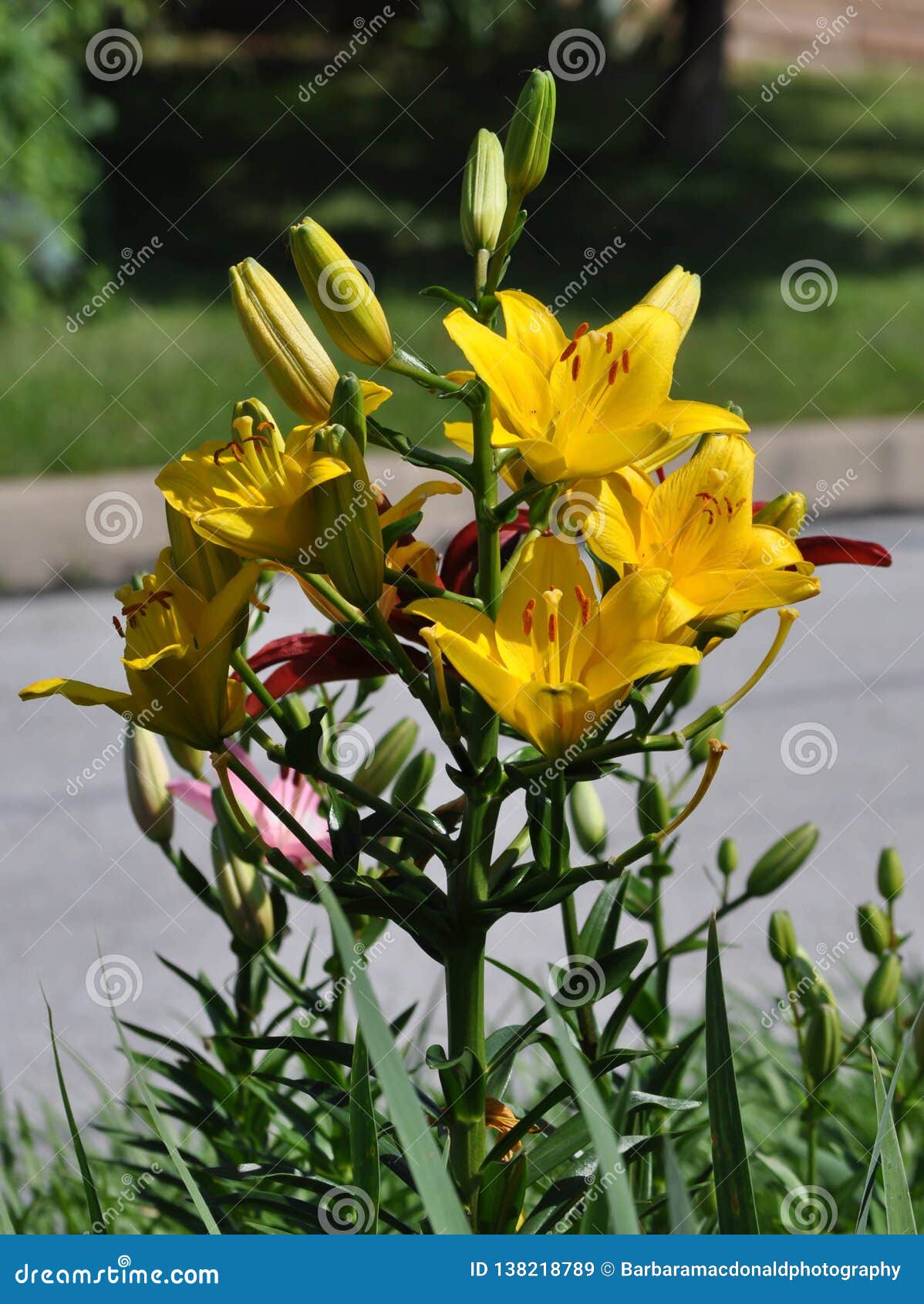 在盛开的黄色亚洲品种百合花库存图片 图片包括有黄色 春天 开花的 烟灰缸 夏天 从事园艺 在盛开的黄色亚洲品种百合花库存图片 图片包括有黄色 春天 开花的 烟灰缸 夏天 从事园艺