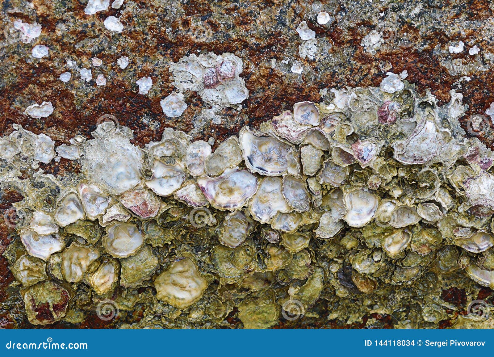 在石开放表面无光泽的珍珠母表面海洋设计狂放的植物群海洋生物背景的蚝壳库存照片 图片包括有