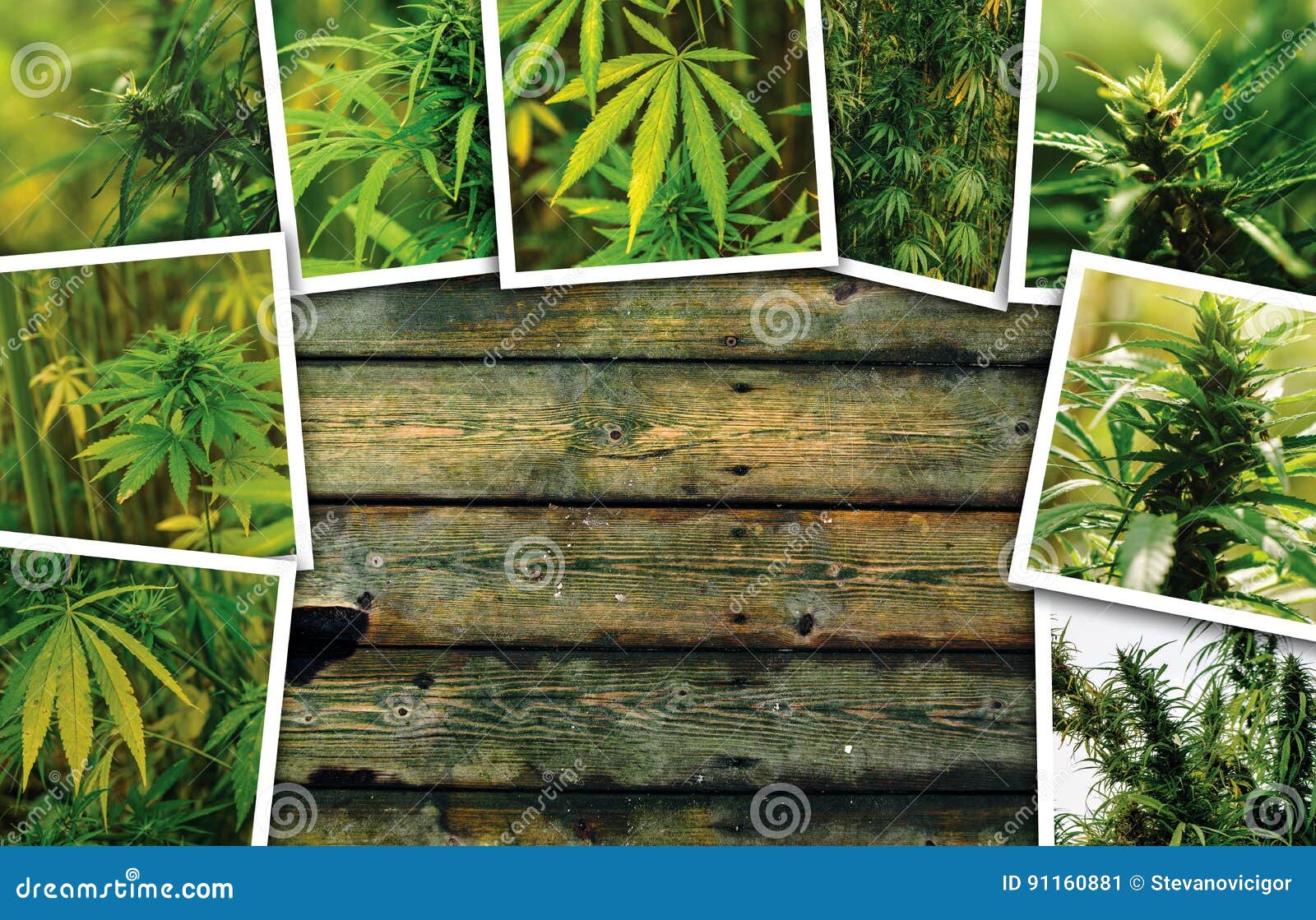 在种植园 照片拼贴画的大麻成长库存图片 图片包括有 在种植园 照片拼贴画的大麻成长库存图片 图片包括有