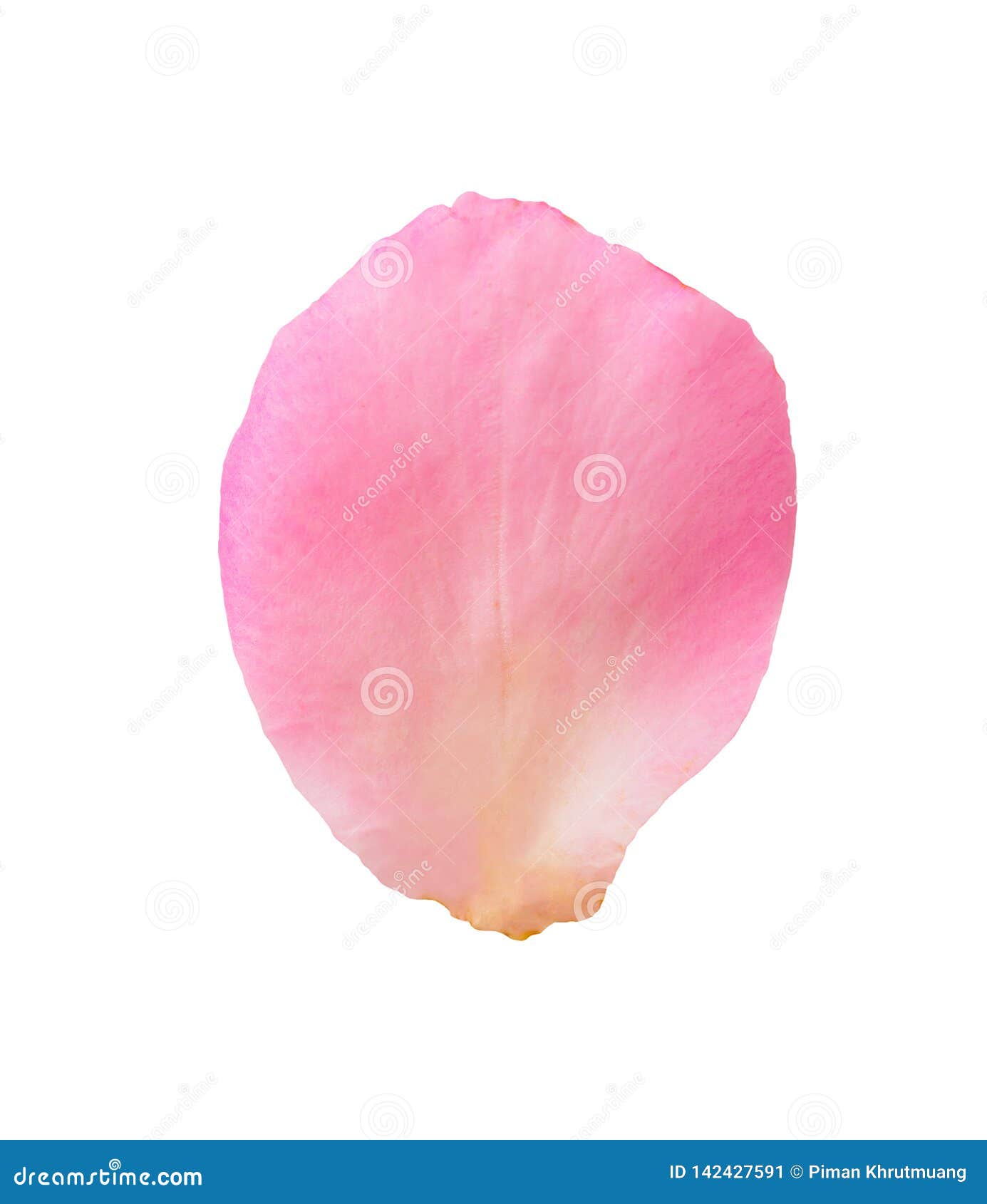 72+ 图片 花瓣 新的 21 在空白背景查出的桃红色玫瑰花瓣库存图片. 图片包括有剪报, 宏指令, 花瓣, 收集, 自然, 庆祝- 142427591