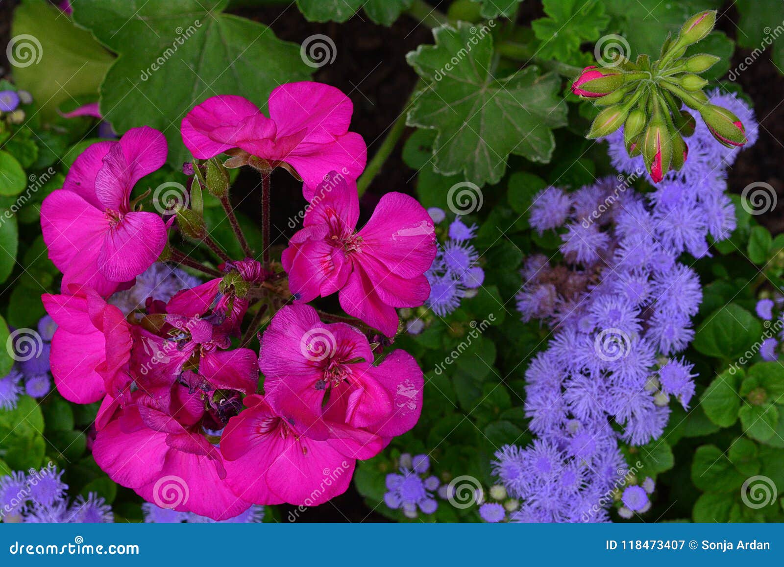在紫色小组的天竺葵从在上流开花 库存图片 图片包括有构成 传神 蜂蜜 昆虫 控制 多数