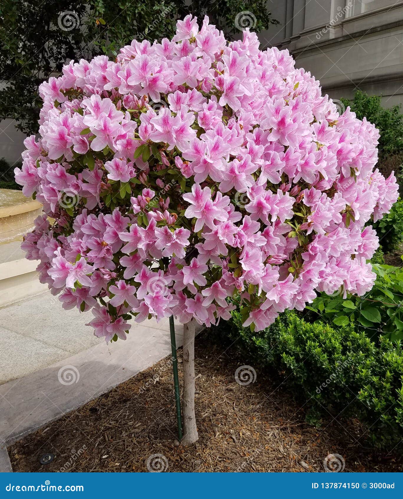 在绽放的球状百合花树库存照片 图片包括有在绽放的球状百合花树 在绽放的球状百合花树库存照片 图片包括有在绽放的球状百合花树