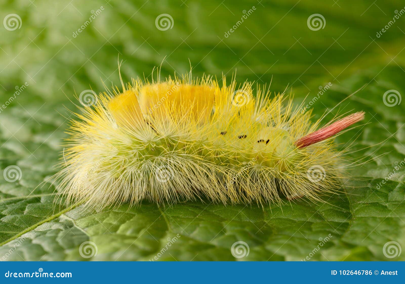在绿色叶子背景的黄色毛虫库存照片 图片包括有长毛 飞蛾 无脊椎 上升 宏指令 室外 红色