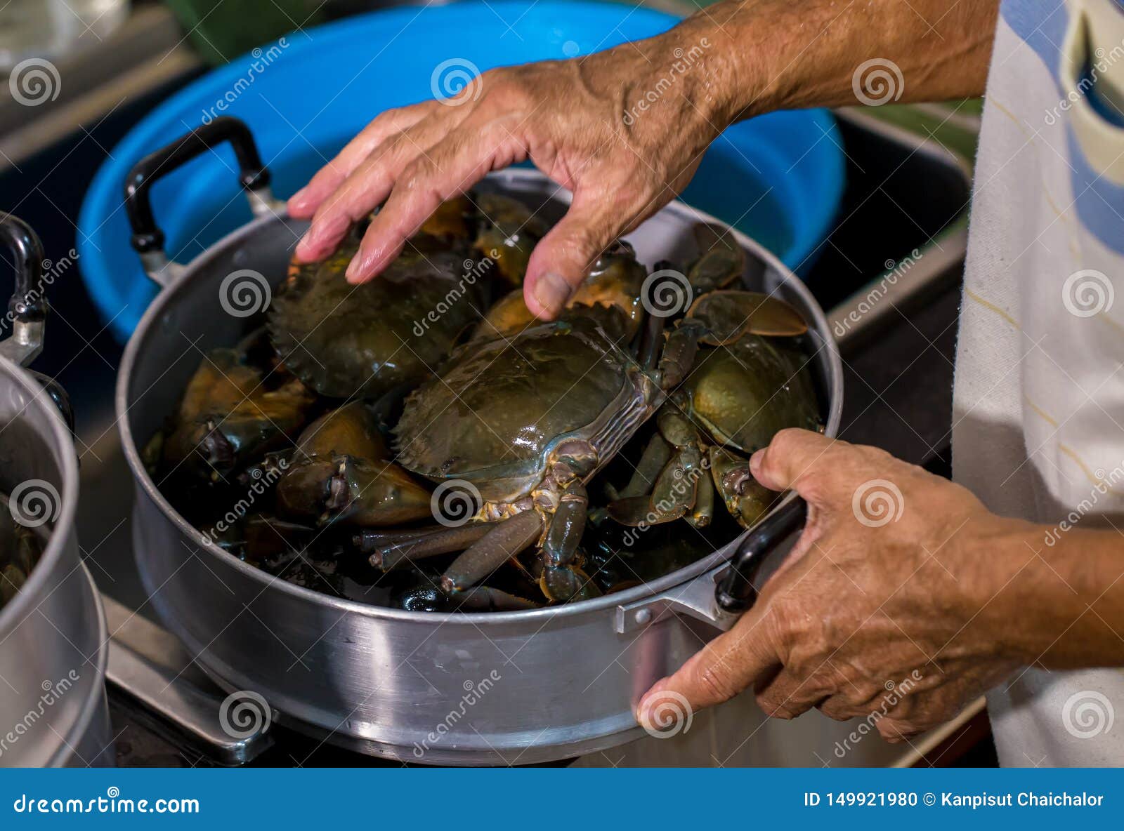 在罐的被蒸的螃蟹在罐的活螃蟹蒸上海长毛的螃蟹 中国料理库存照片 图片包括有蒸上海长毛的螃蟹 中国料理 在罐的活螃蟹