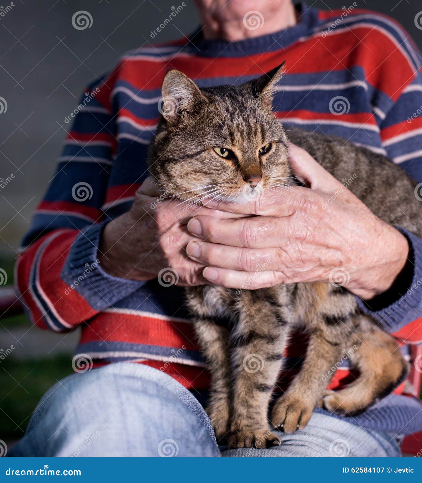 在老人的膝部的猫库存图片 图片包括有