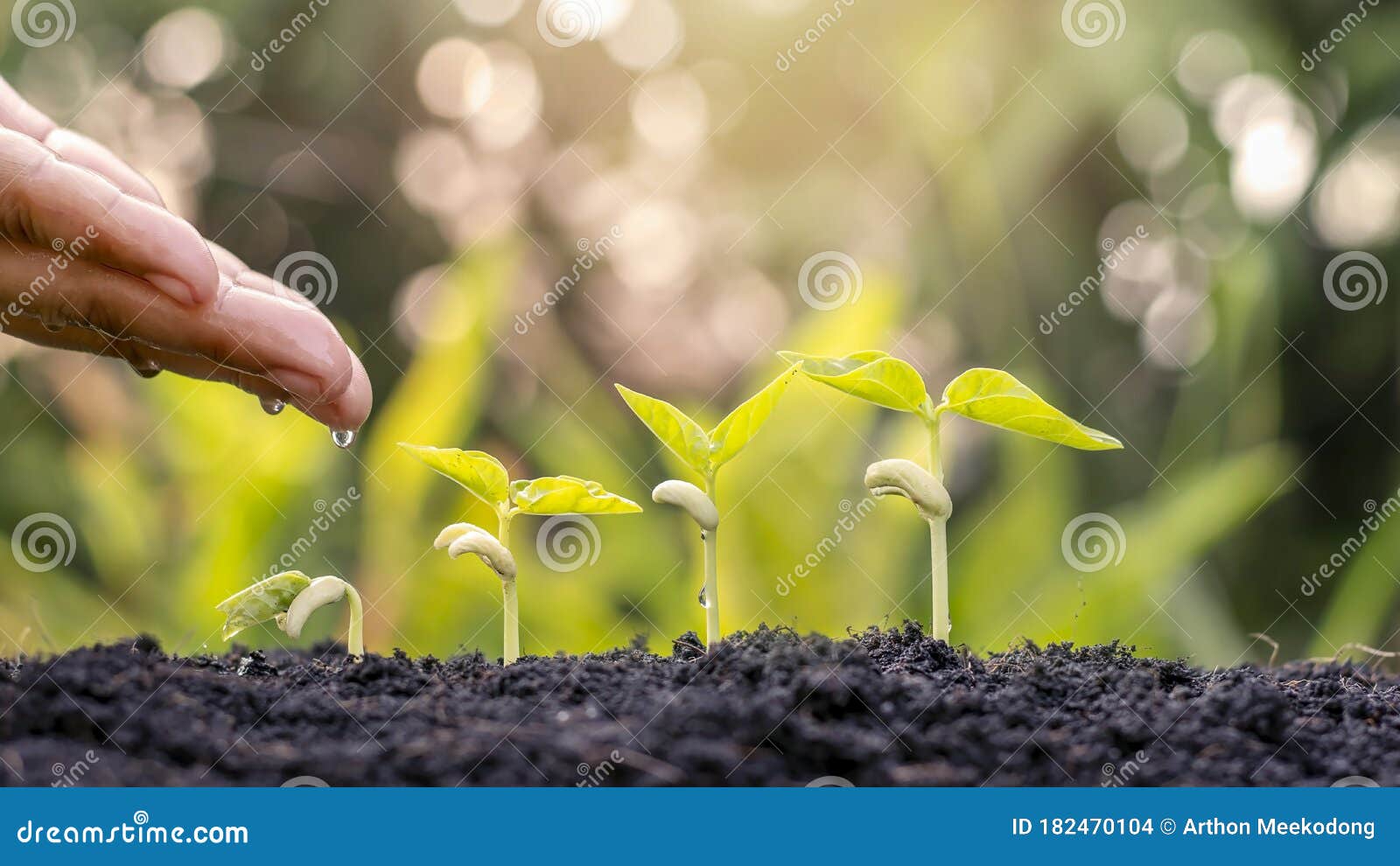 在肥沃土壤上种植庄稼和浇水植物 包括显示植物生长阶段库存照片 图片包括有种植 农夫 肥沃 痛苦