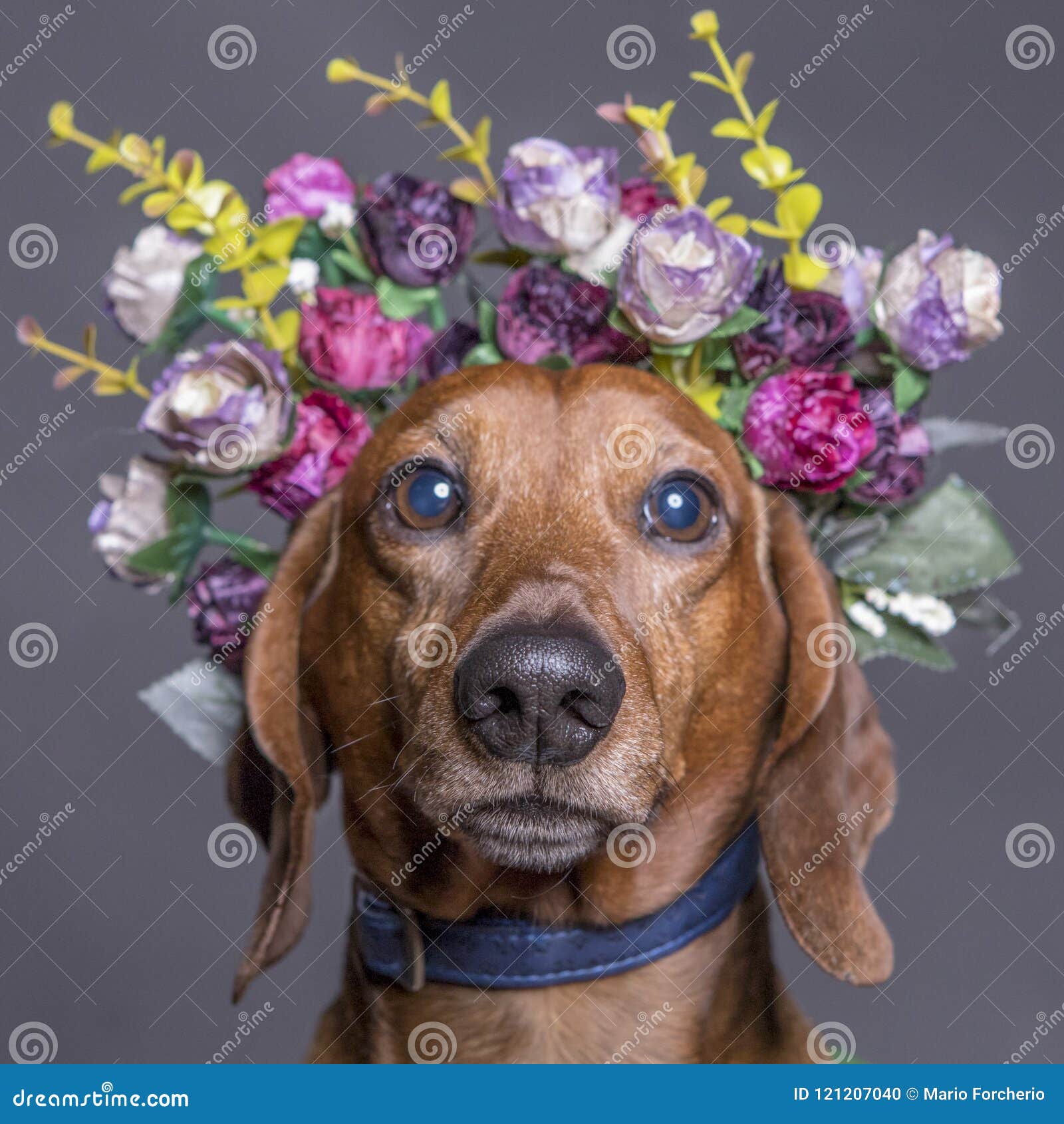 在花冠的腊肠犬狗库存照片 图片包括有 在花冠的腊肠犬狗库存照片 图片包括有