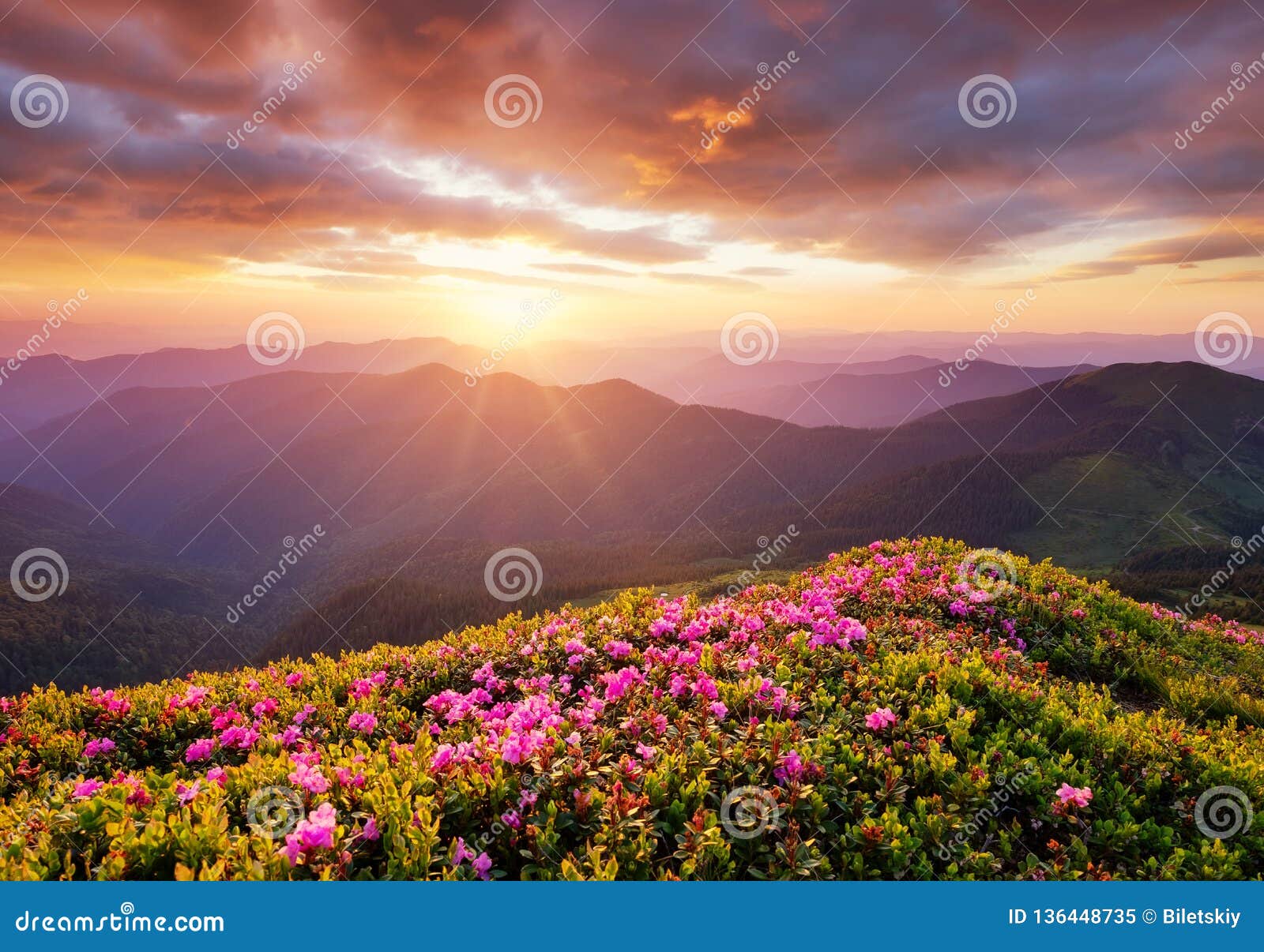 在花开花和日出期间的山在山小山的花在夏时的美好的自然风景库存图片 图片包括有早晨 绿色