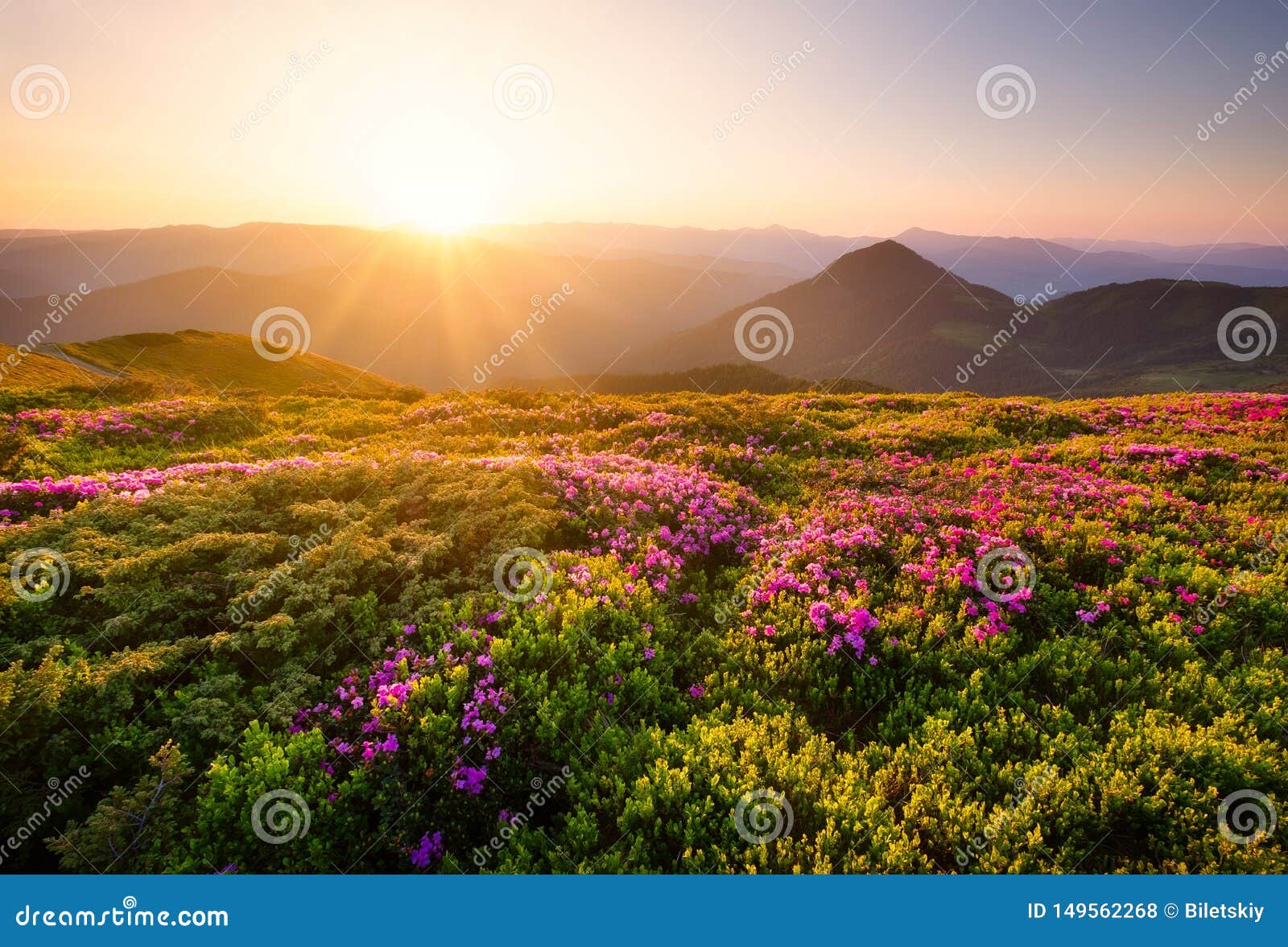 在花期间的山开花和日出在山小山的花在夏时的自然风景 库存照片 图片包括有山脉 绿色