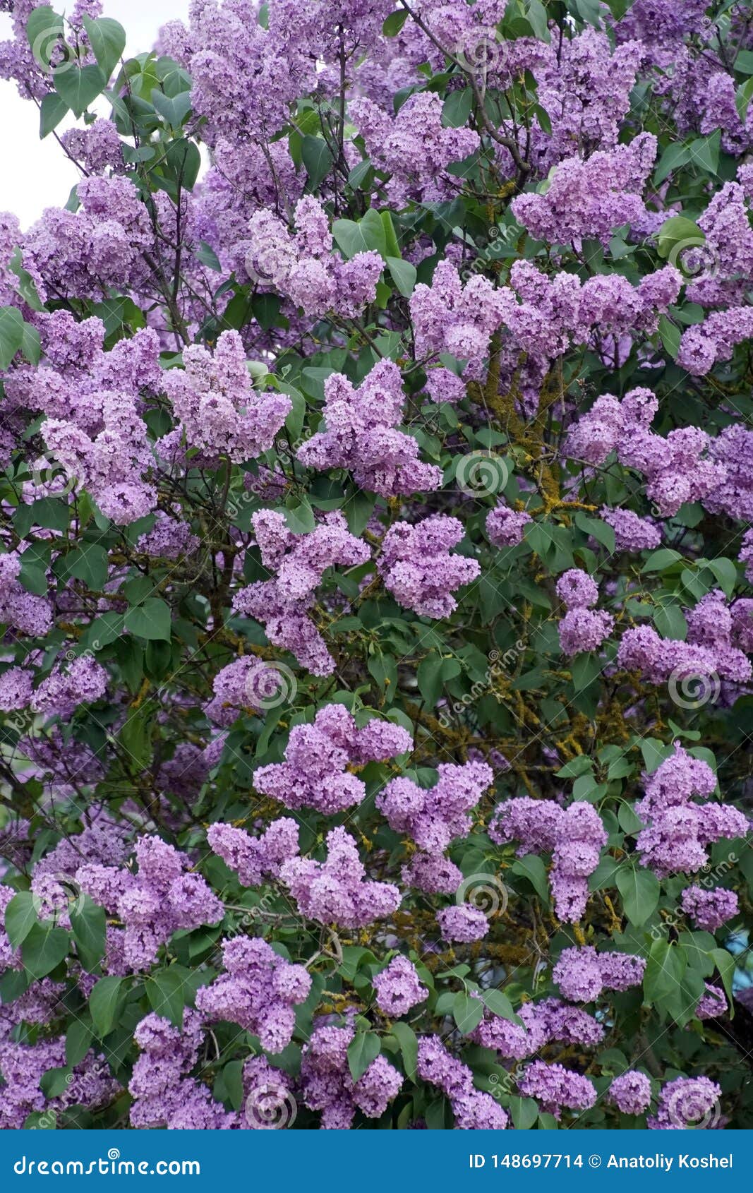 在花蕾的淡紫色灌木春天5月开花植物库存照片 图片包括有丁香 照亮 工厂 春天 柔和