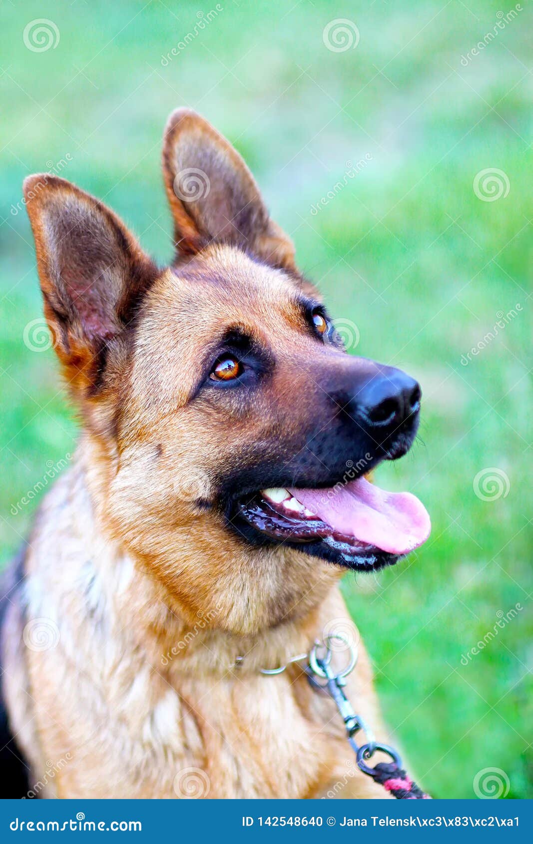 在草的狗画象品种是德国牧羊犬库存照片 图片包括有 在草的狗画象品种是德国牧羊犬库存照片 图片包括有