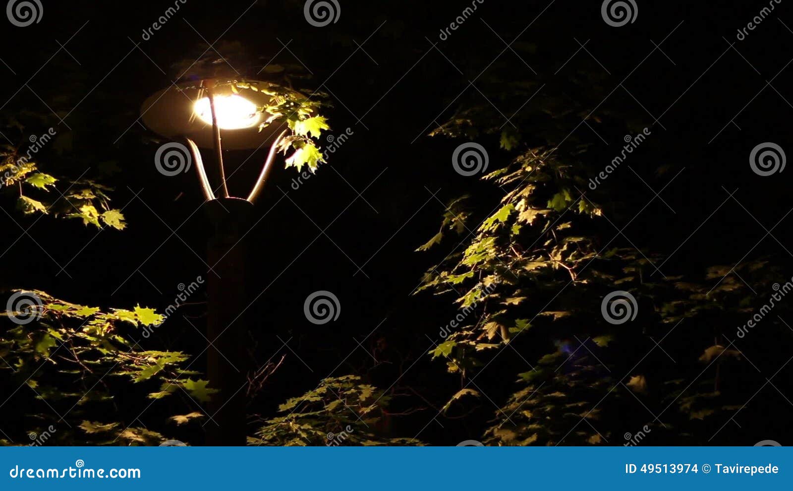 在街灯附近的昆虫影视素材 视频包括有投反对票 飞行 移动 的百威 橙色 女演员 背包