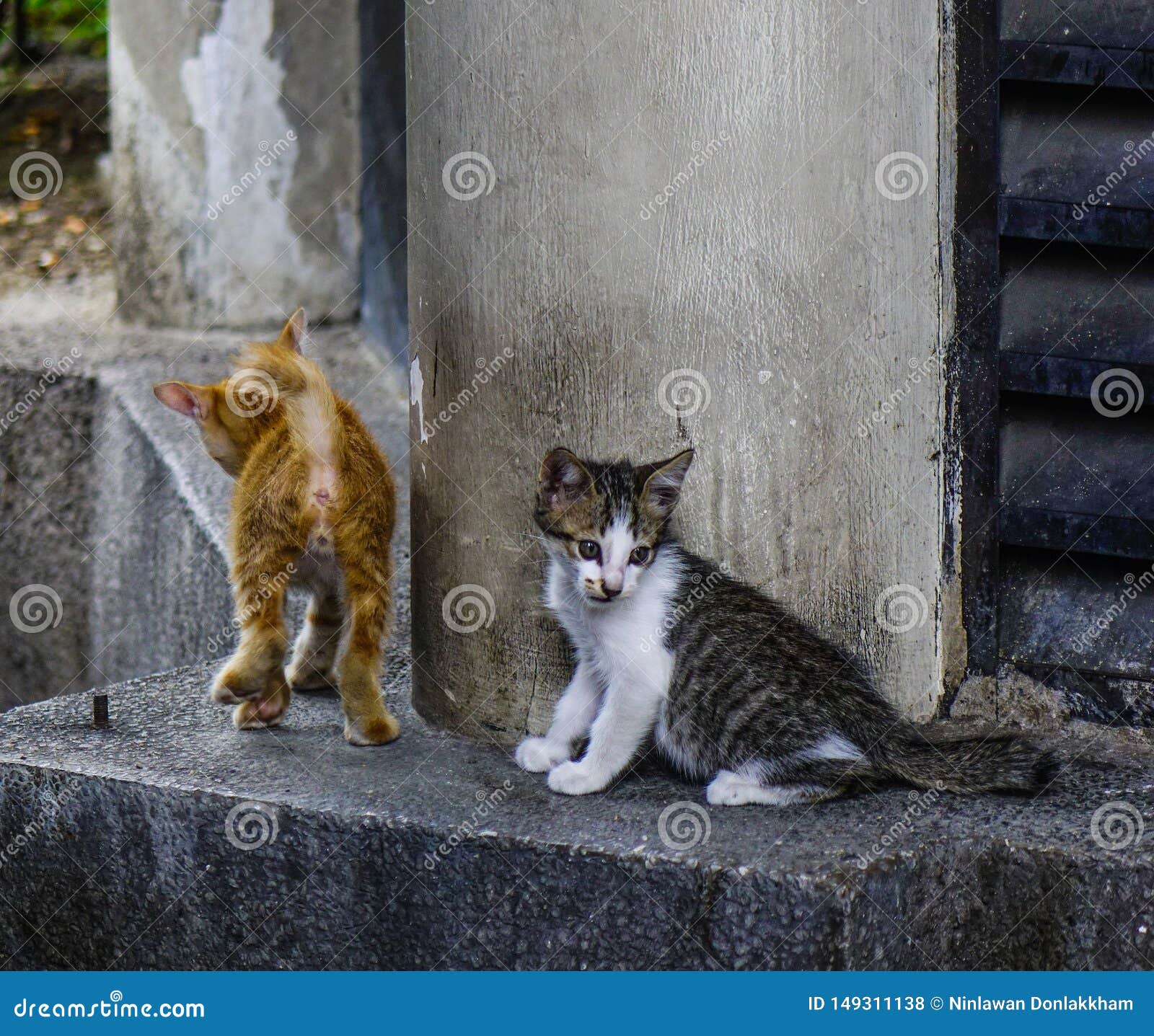 野猫