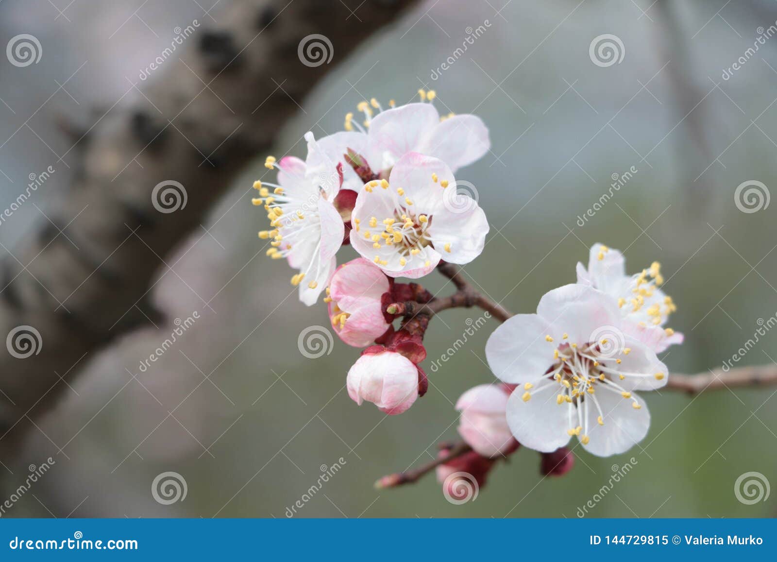 杏子花开花的杏子 R 桃红色和白花温暖的春天背景库存图片 图片包括有工厂 背包 杏子花开花的杏子 R 桃红色和白花温暖的春天背景库存图片 图片包括有工厂 背包