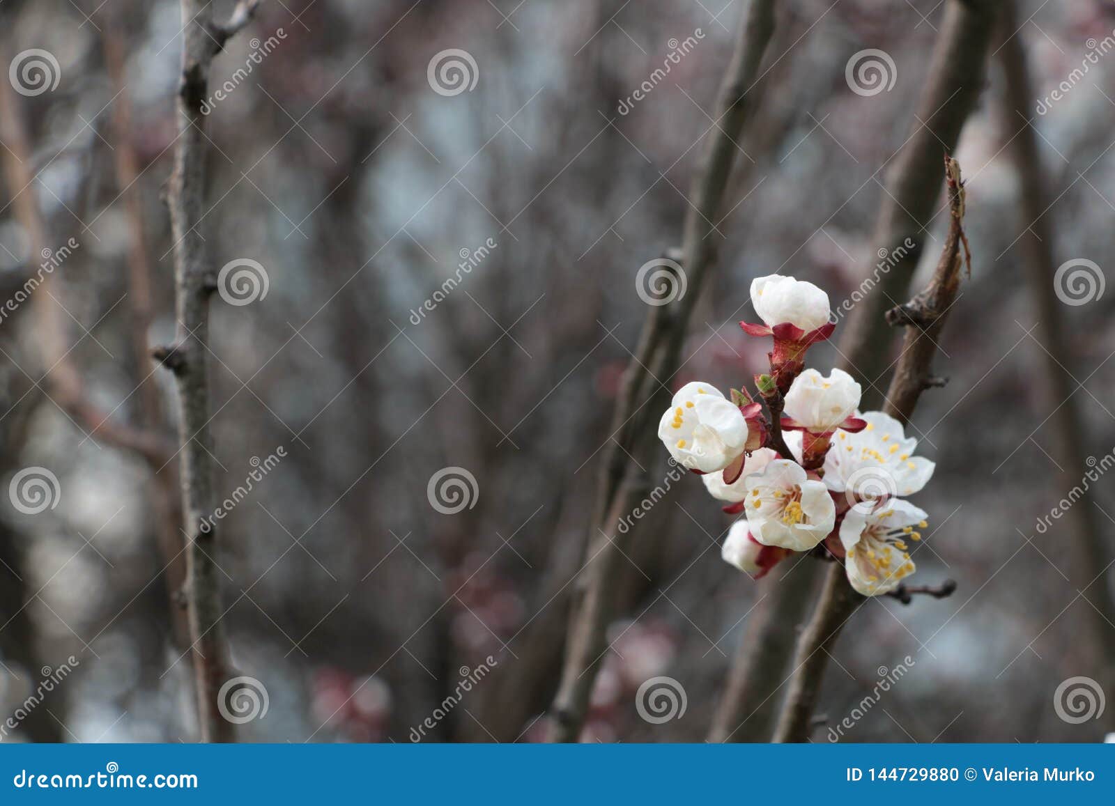 杏子花开花的杏子 R 桃红色和白花温暖的春天背景库存照片 图片包括有颜色 植物群 杏子花开花的杏子 R 桃红色和白花温暖的春天背景库存照片 图片包括有颜色 植物群