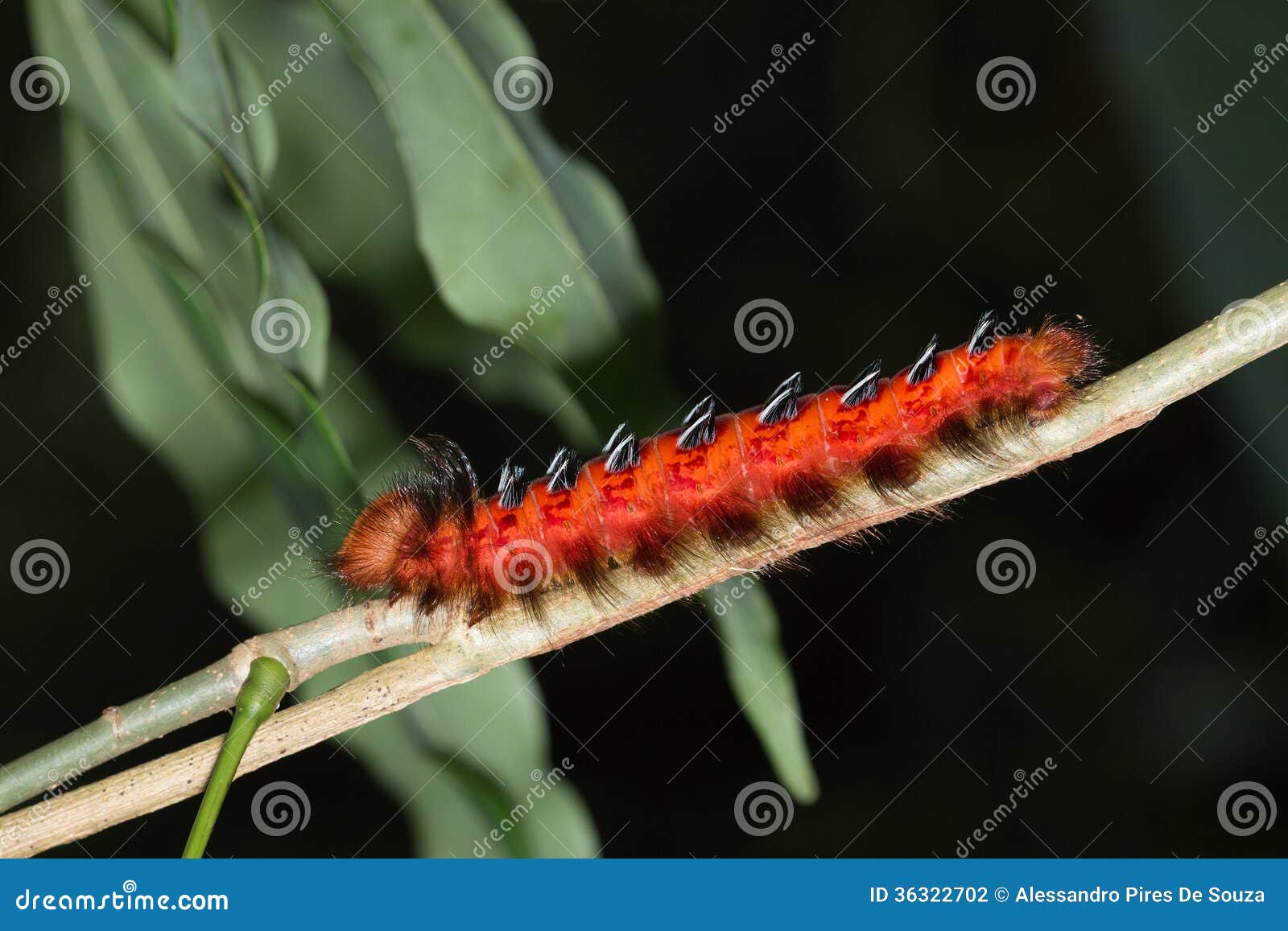 画像をダウンロード 茶色 毛虫 無料で画像を見つけてダウンロードする