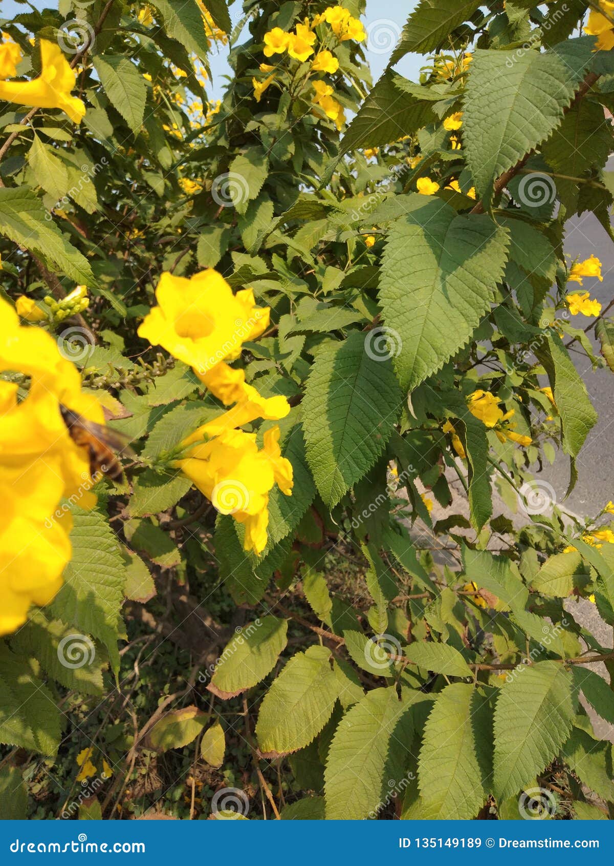 在路边树的黄色花这是最佳的花在印度库存图片 图片包括有 在路边树的黄色花这是最佳的花在印度库存图片 图片包括有