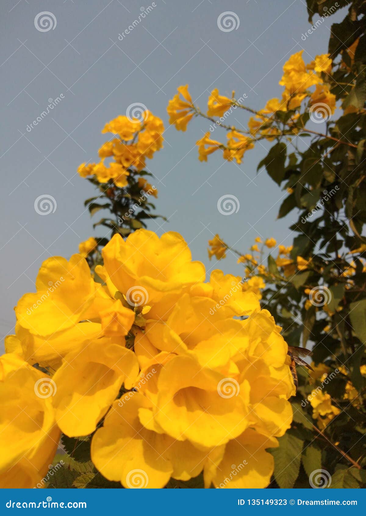 在路边树的黄色花这是最佳的花在印度库存图片 图片包括有