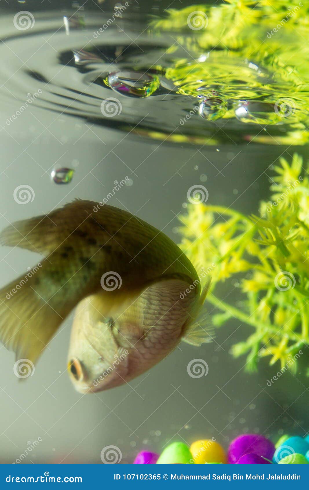 在采取在行动的水族馆的鱼呼吸库存图片 图片包括有 在采取在行动的水族馆的鱼呼吸库存图片 图片包括有