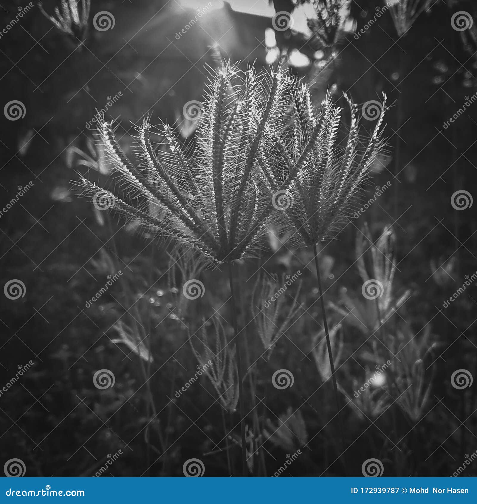在阳光下抽象自然背景美术黑白摄影库存图片 图片包括有美术黑白摄影 抽象自然背景 在阳光下 在阳光下抽象自然背景美术黑白摄影库存图片 图片包括有美术黑白摄影 抽象自然背景 在阳光下