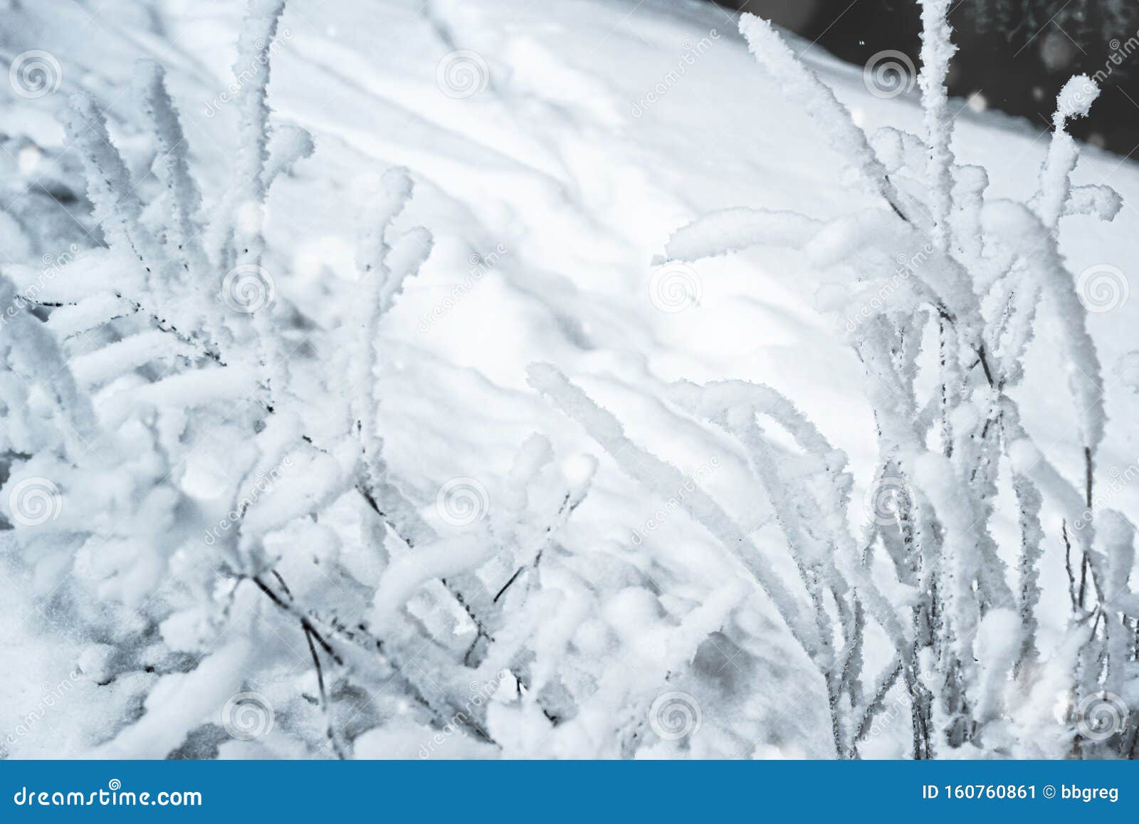 在阳光明媚的冬日圣诞早晨 雪地背景下 冰冻的树枝和灌木覆盖着雪库存图片 图片包括有背包 框架 在阳光明媚的冬日圣诞早晨 雪地背景下 冰冻的树枝和灌木覆盖着雪库存图片 图片包括有背包 框架