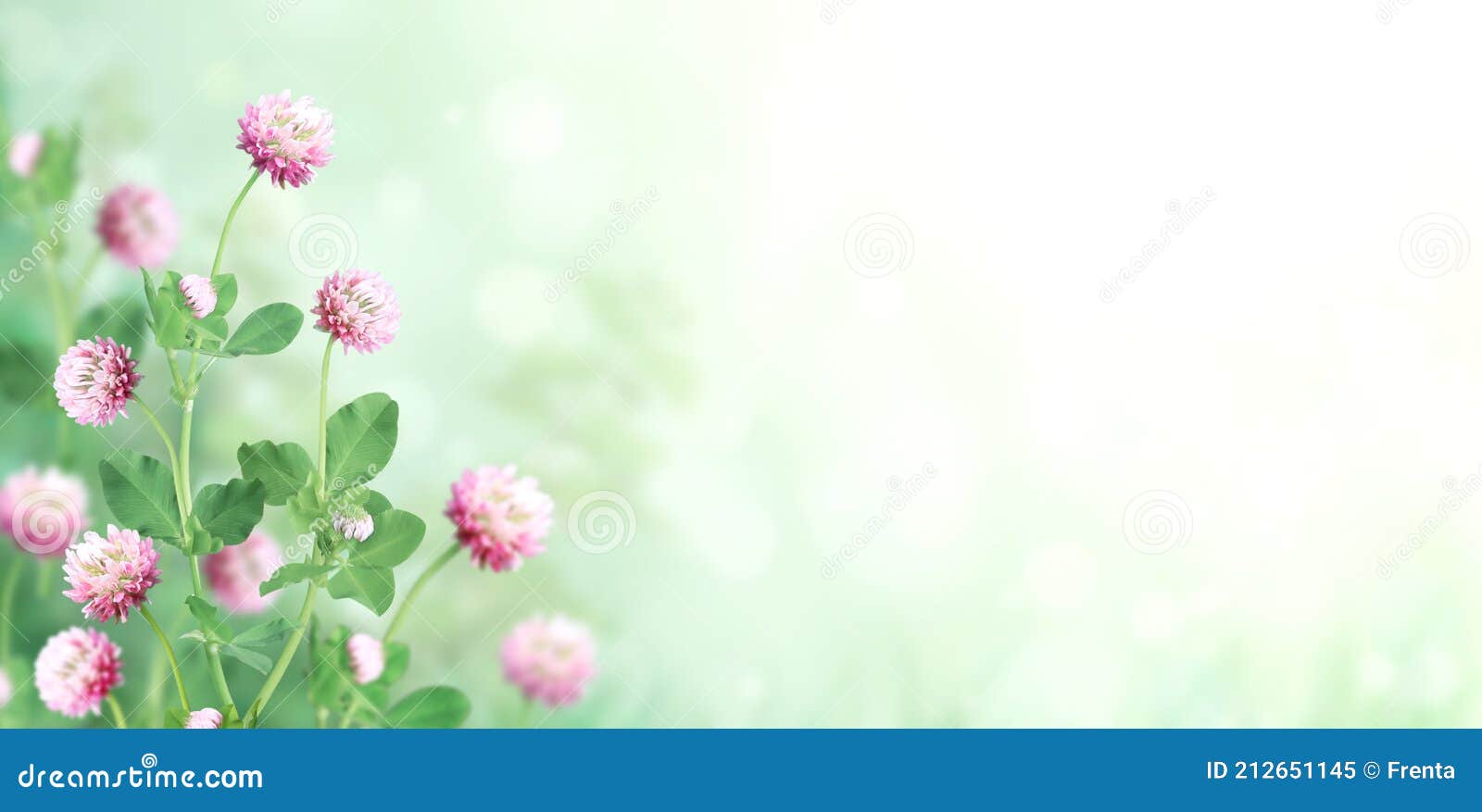 在阳光明媚的性质之春 背景的野生红三叶草车轴草pratense 库存图片 图片包括有字段 室外